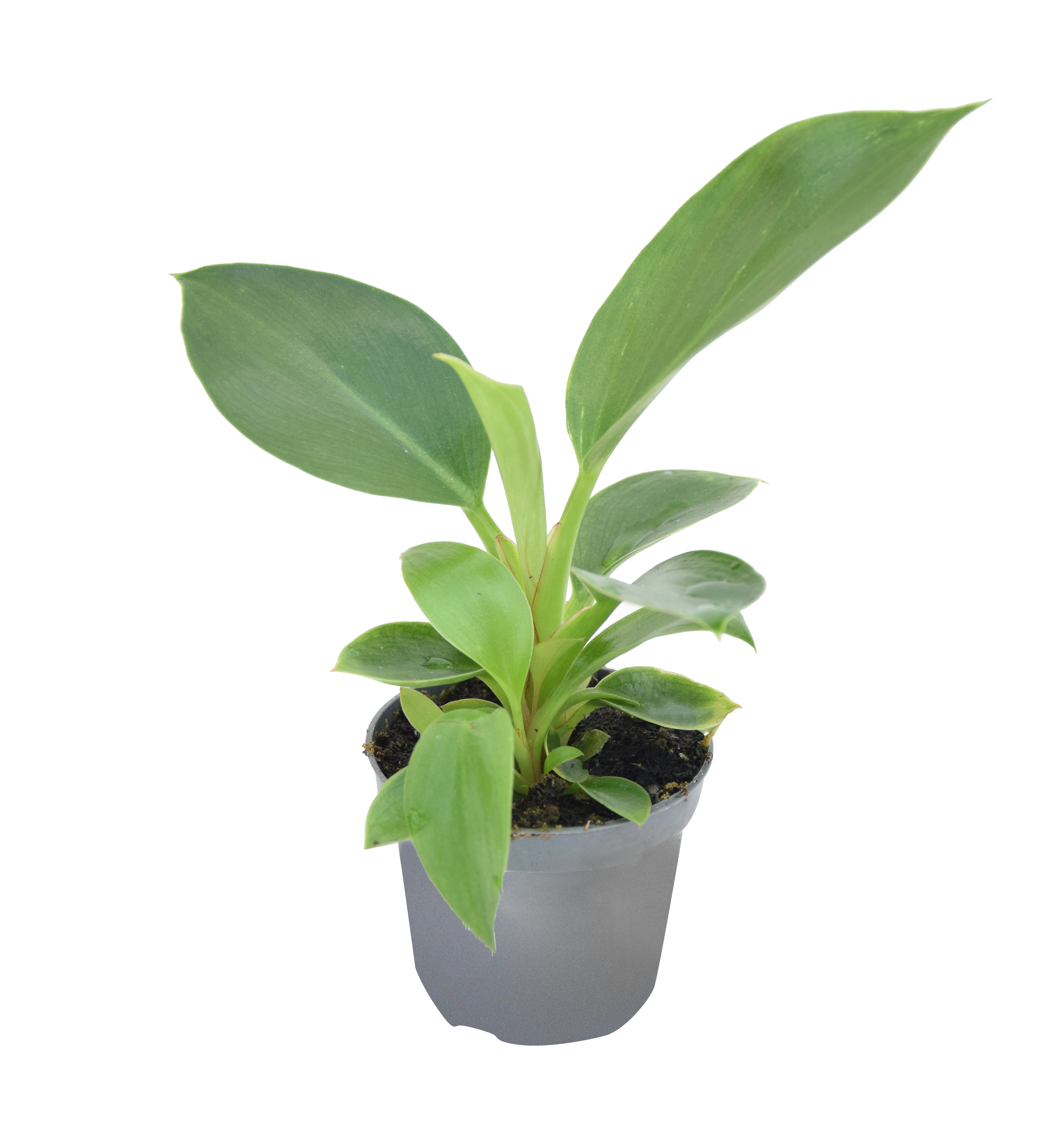Philodendron White Measure 10 cm