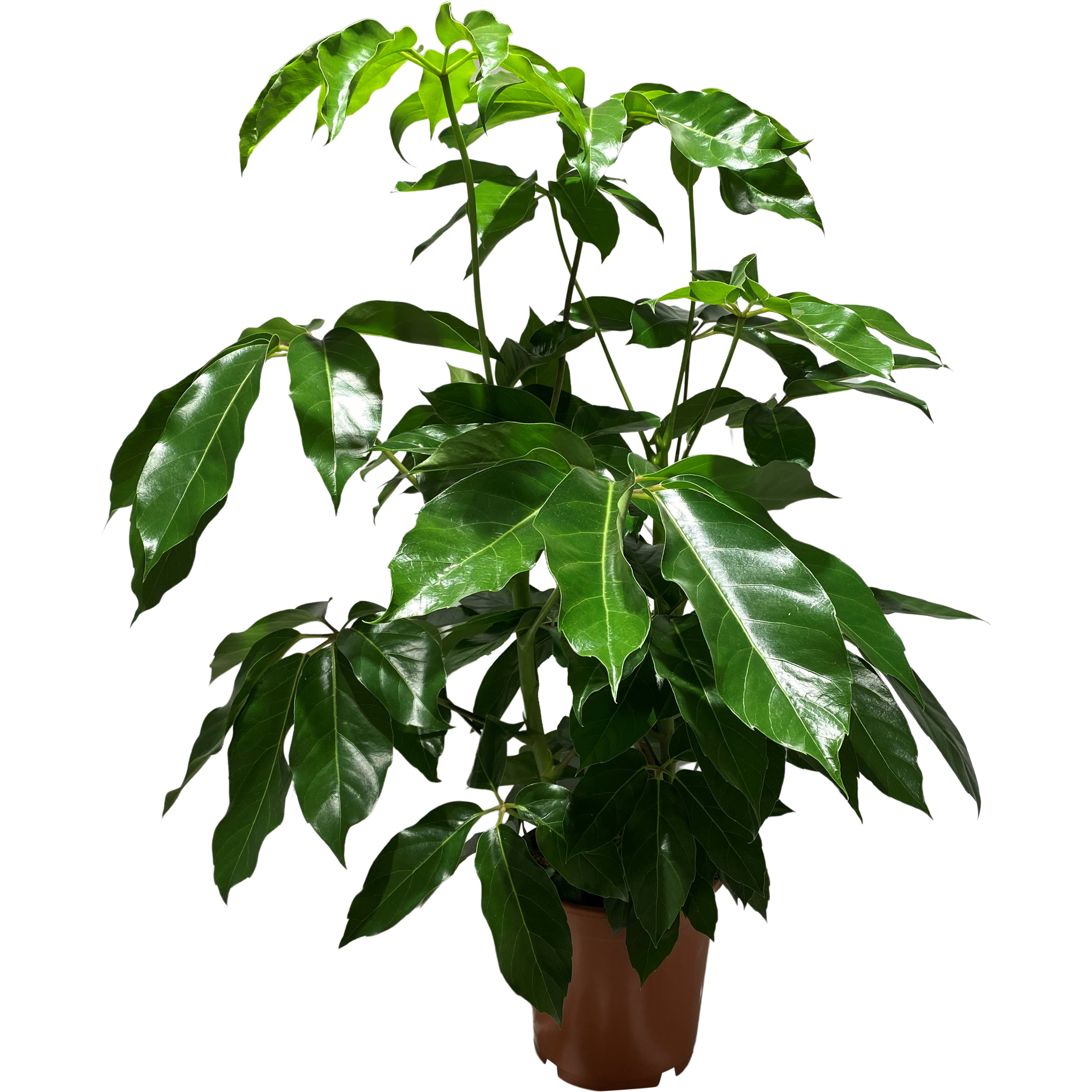 Szeflera Amate 90-100 cm