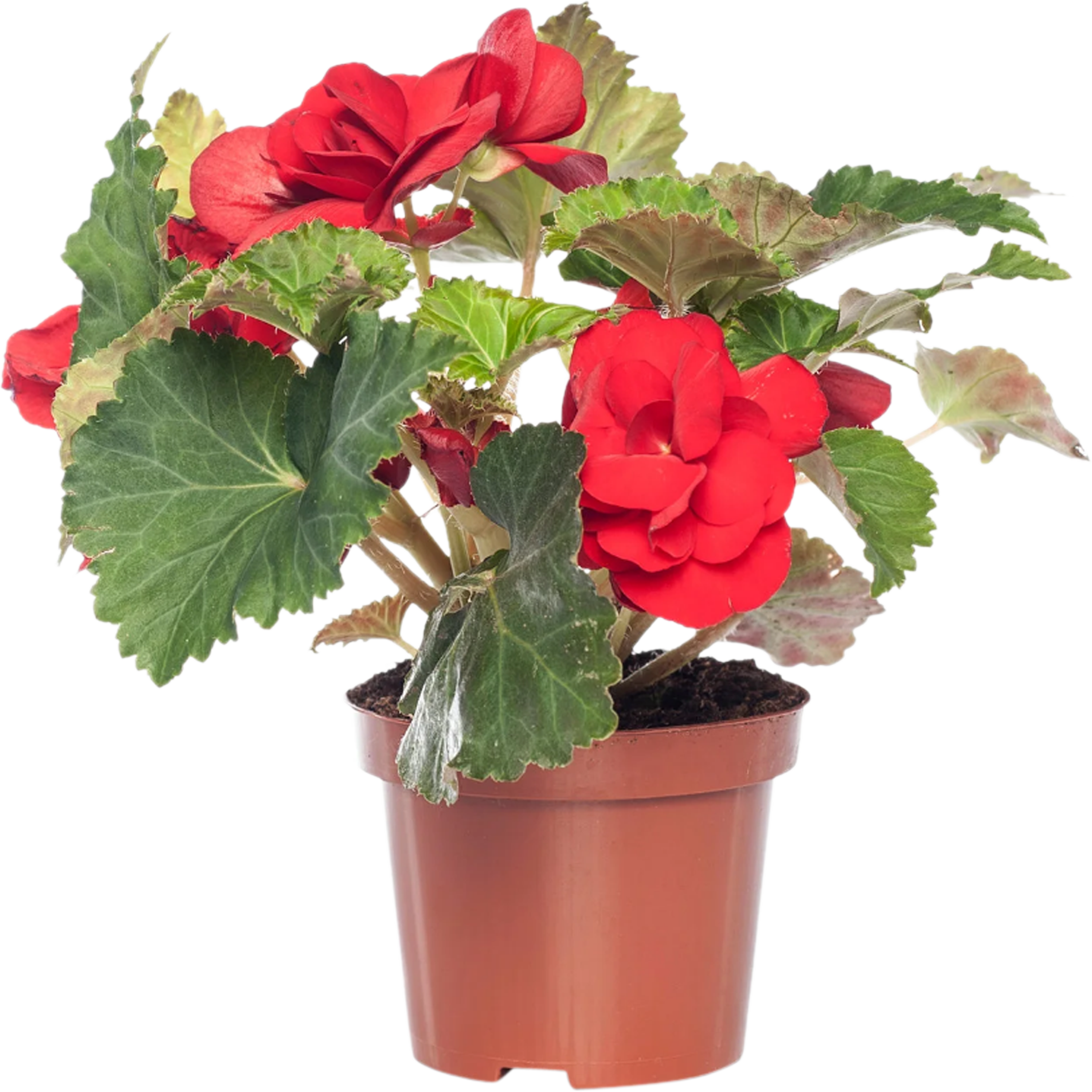 Begonia bulwiasta 17-25 cm