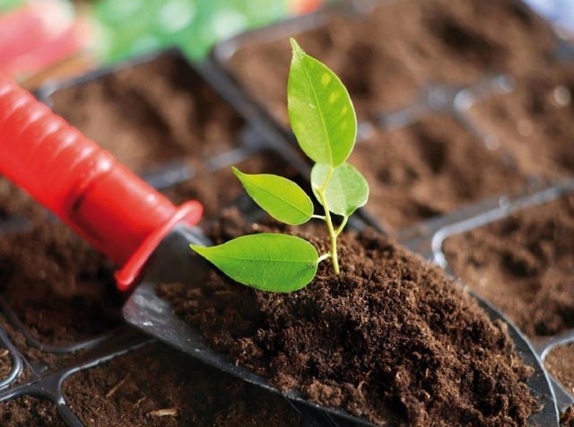 formas de reproducción de las plantas