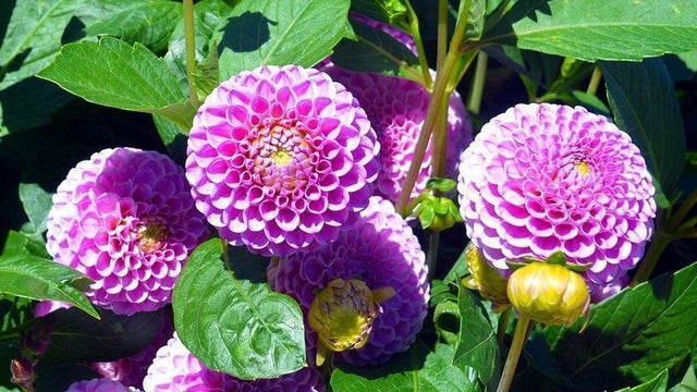 Plantas que no pueden faltar este otoño en tu casa
