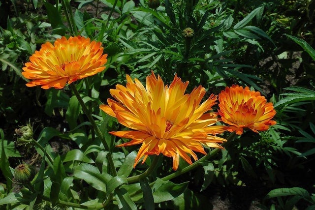 Plantas que no pueden faltar este otoño en tu casa