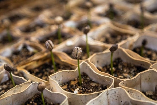 formas de reproducción de las plantas
