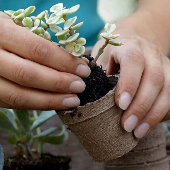 formas de reproducción de las plantas