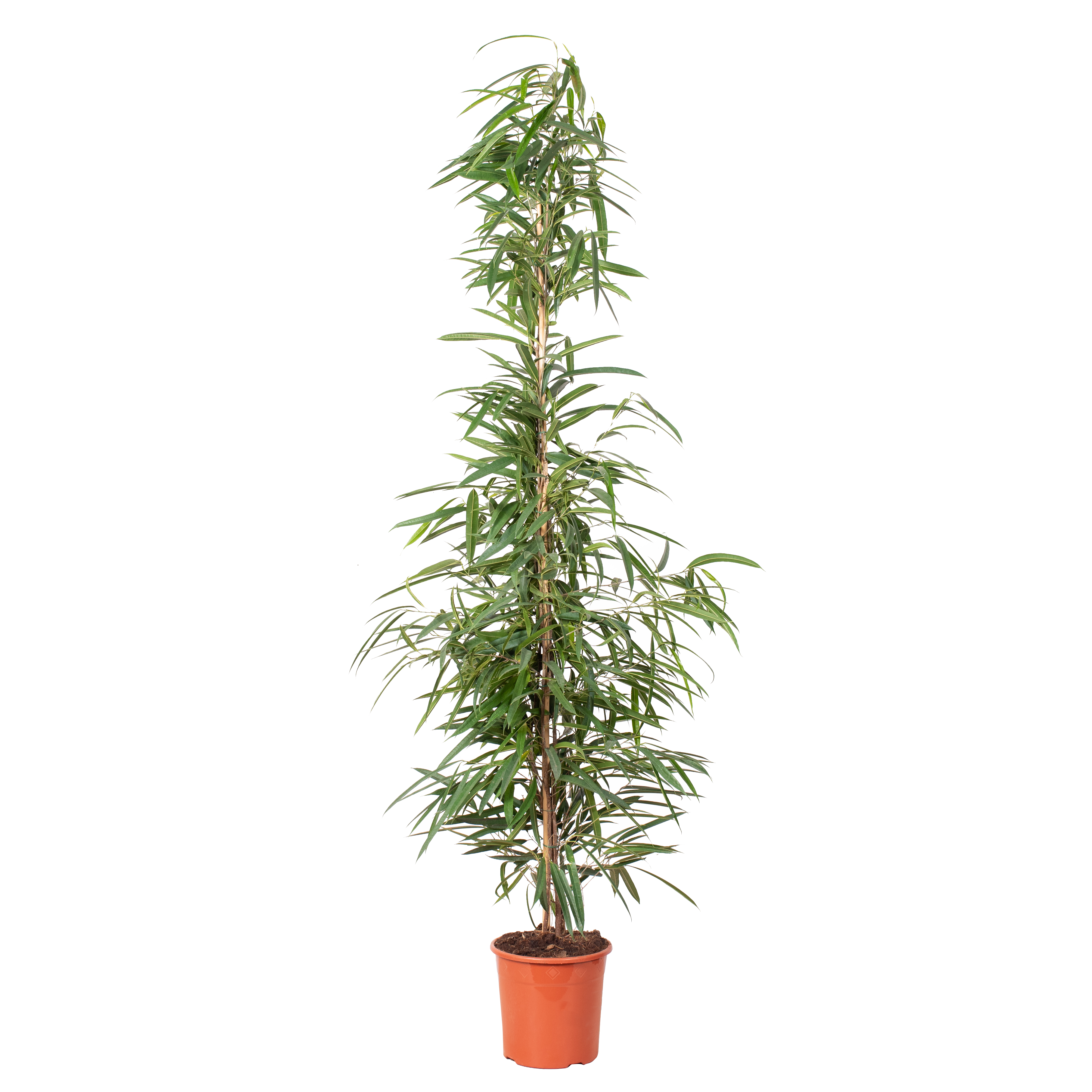 Fikus Ali 180 cm