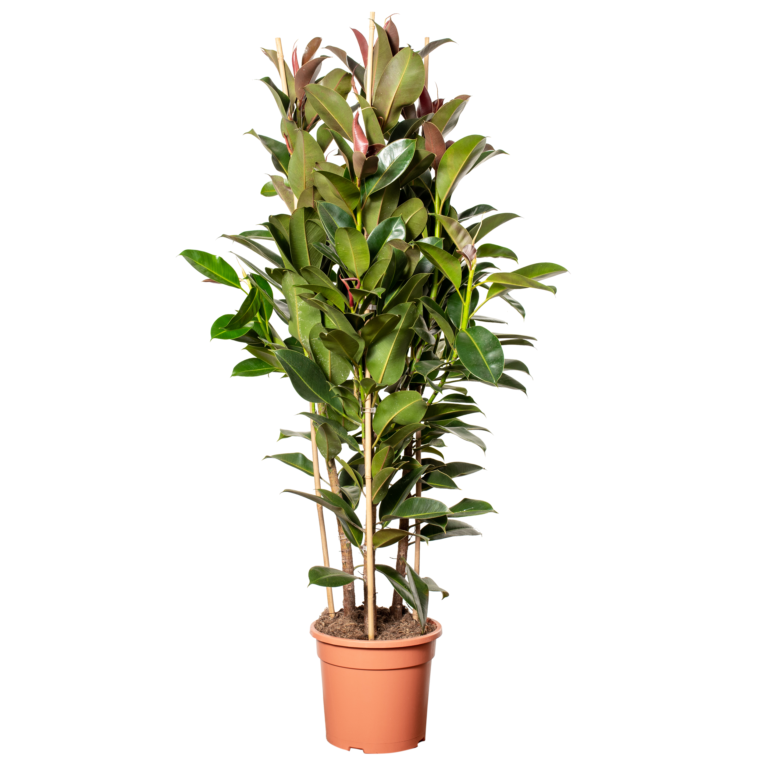 Fikus Mellany 3 pędy 150 cm