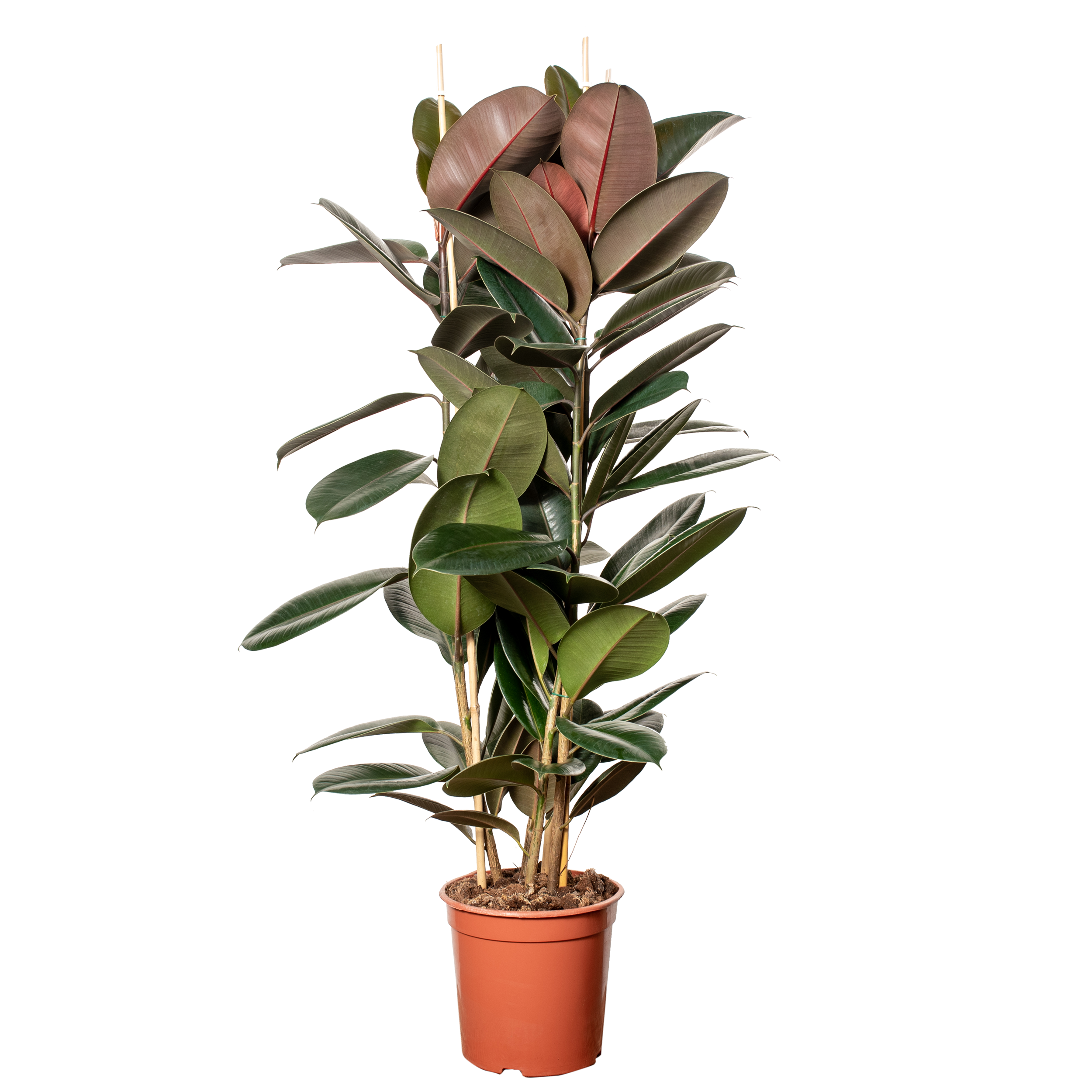 Fikus Elastika Abidian 3 pędy 150 cm