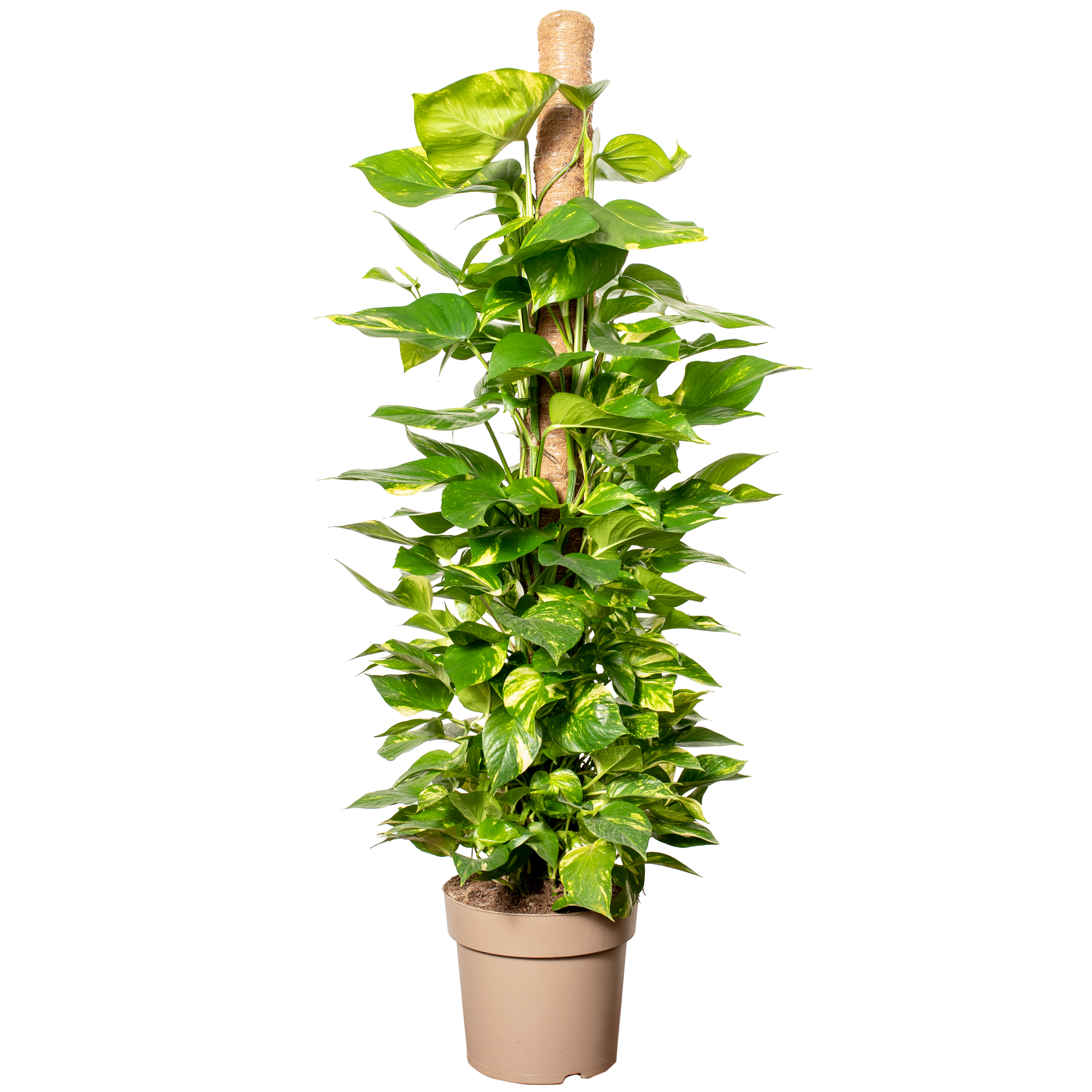 Scindapsus Ołustek na pniu 150 cm