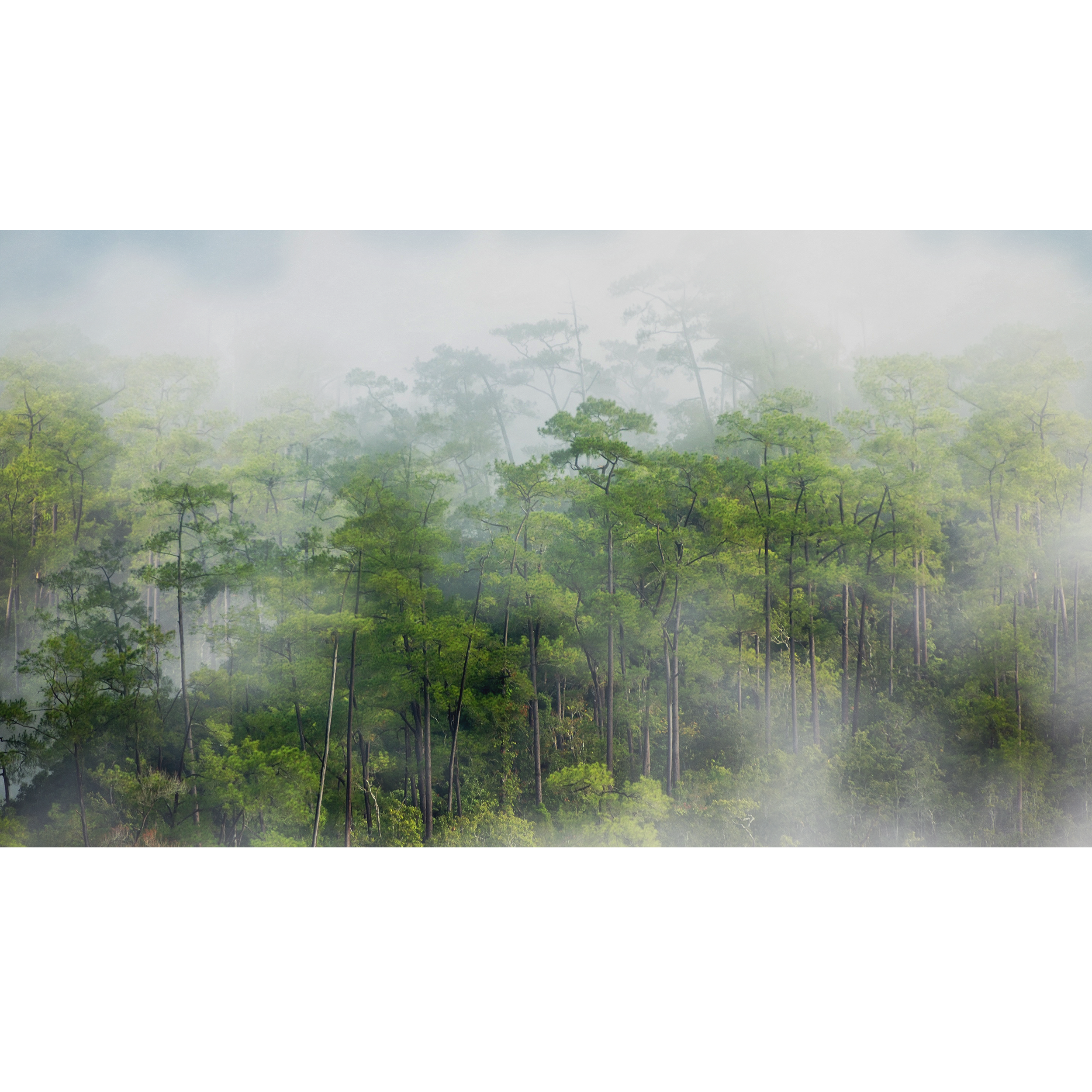 Mural Rain Deszczowy Las 500 x 280 cm struktura płótna