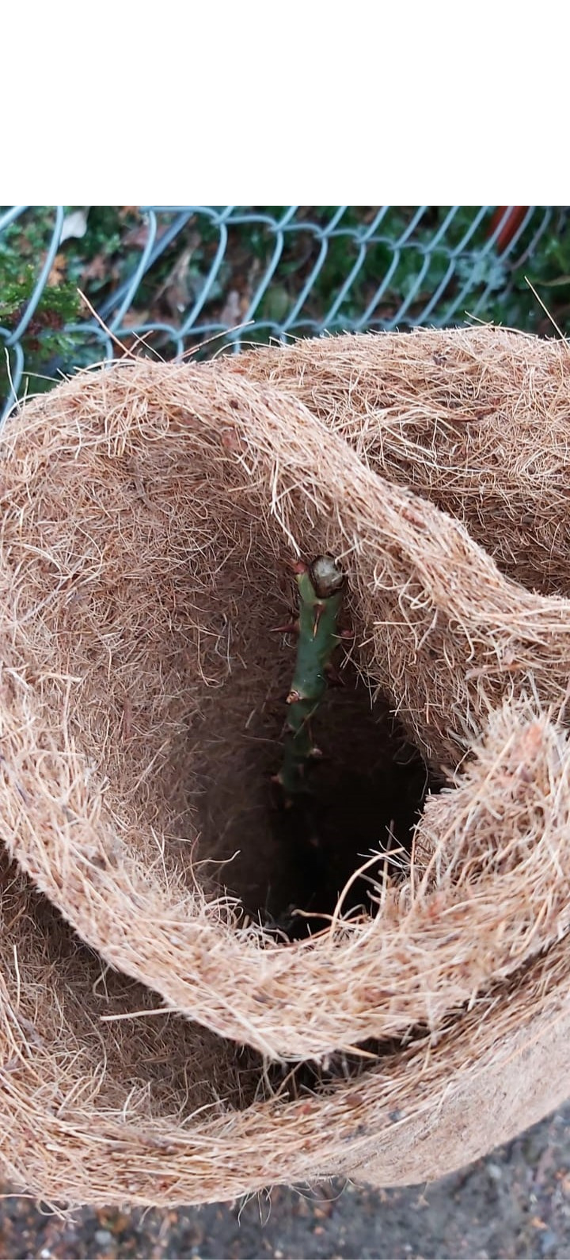 Agrowłóknina mata kokosowa brązowa 250x80cm Lustan - 4