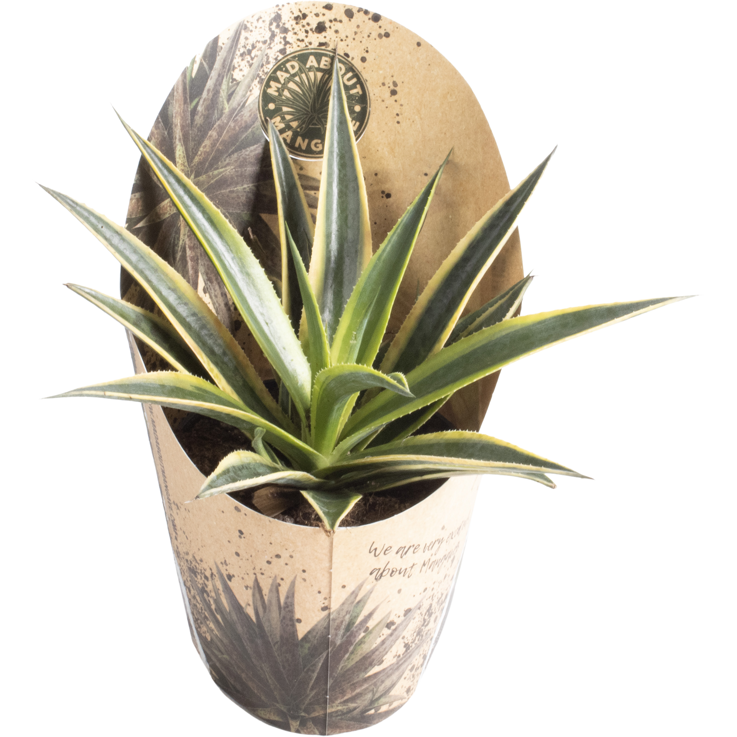 Kaktus Mangave mix 15 cm