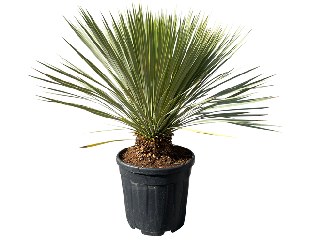 Juka Rostrata 85-90 cm