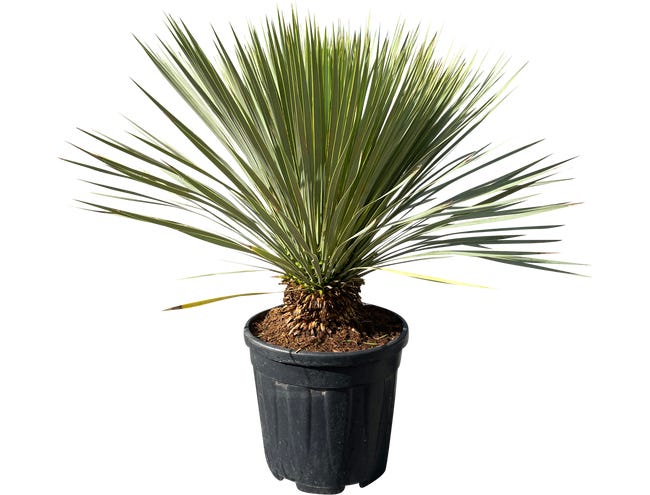 Juka rostrata 85 90 cm 86865926
