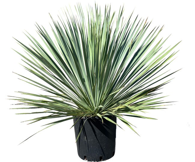 Juka rostrata 60 70 cm 86865925