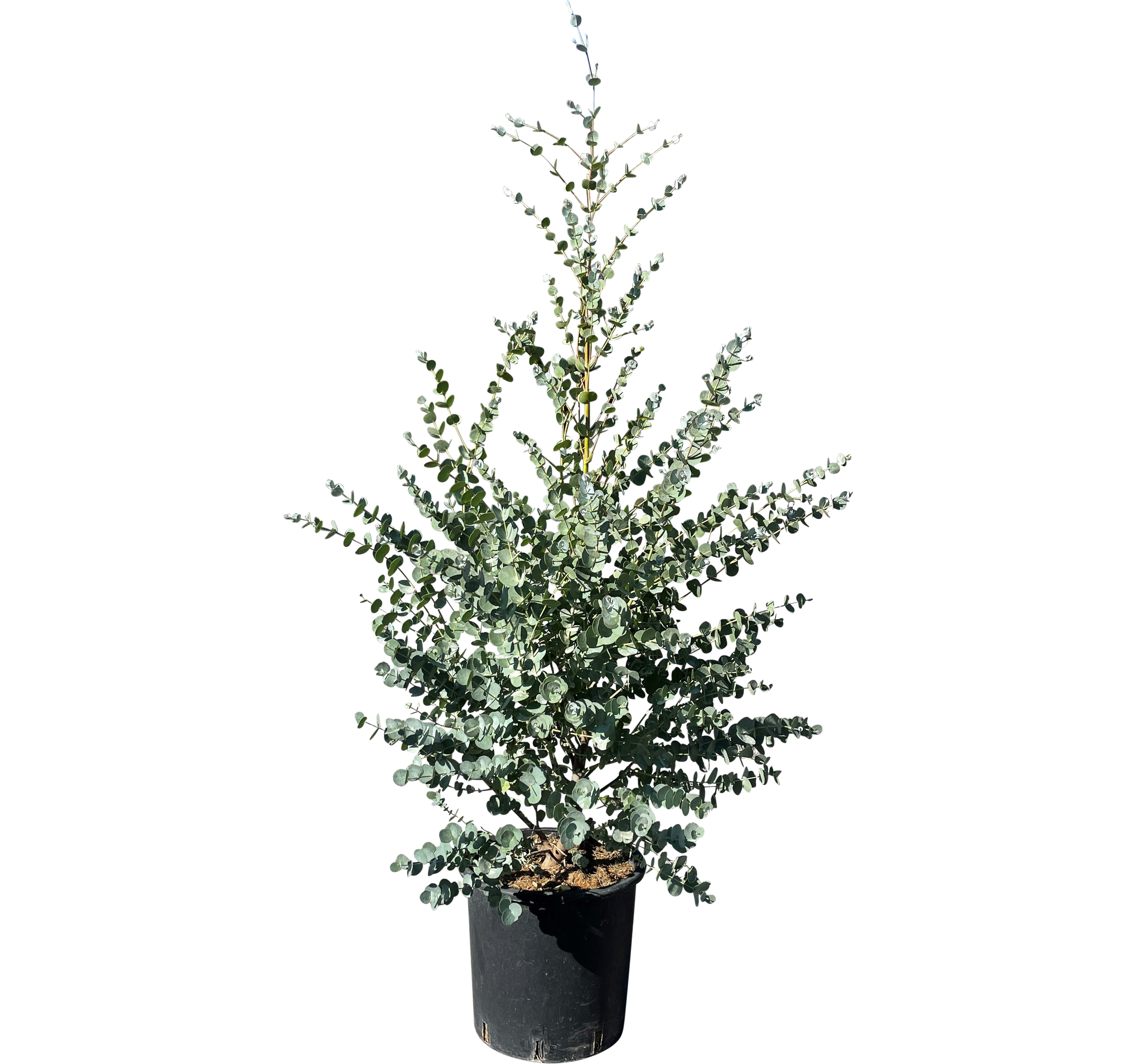Eukaliptus 60-70 cm