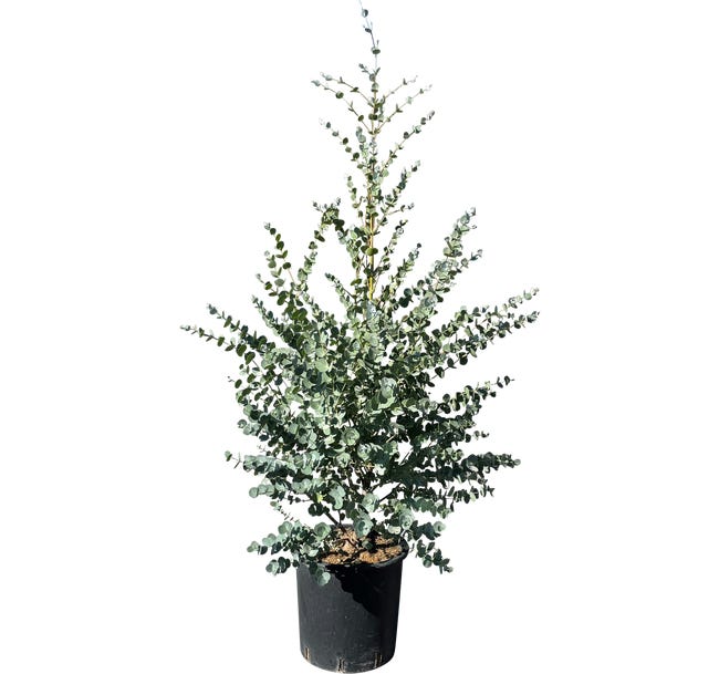 Eukaliptus 60 70 cm 86865881