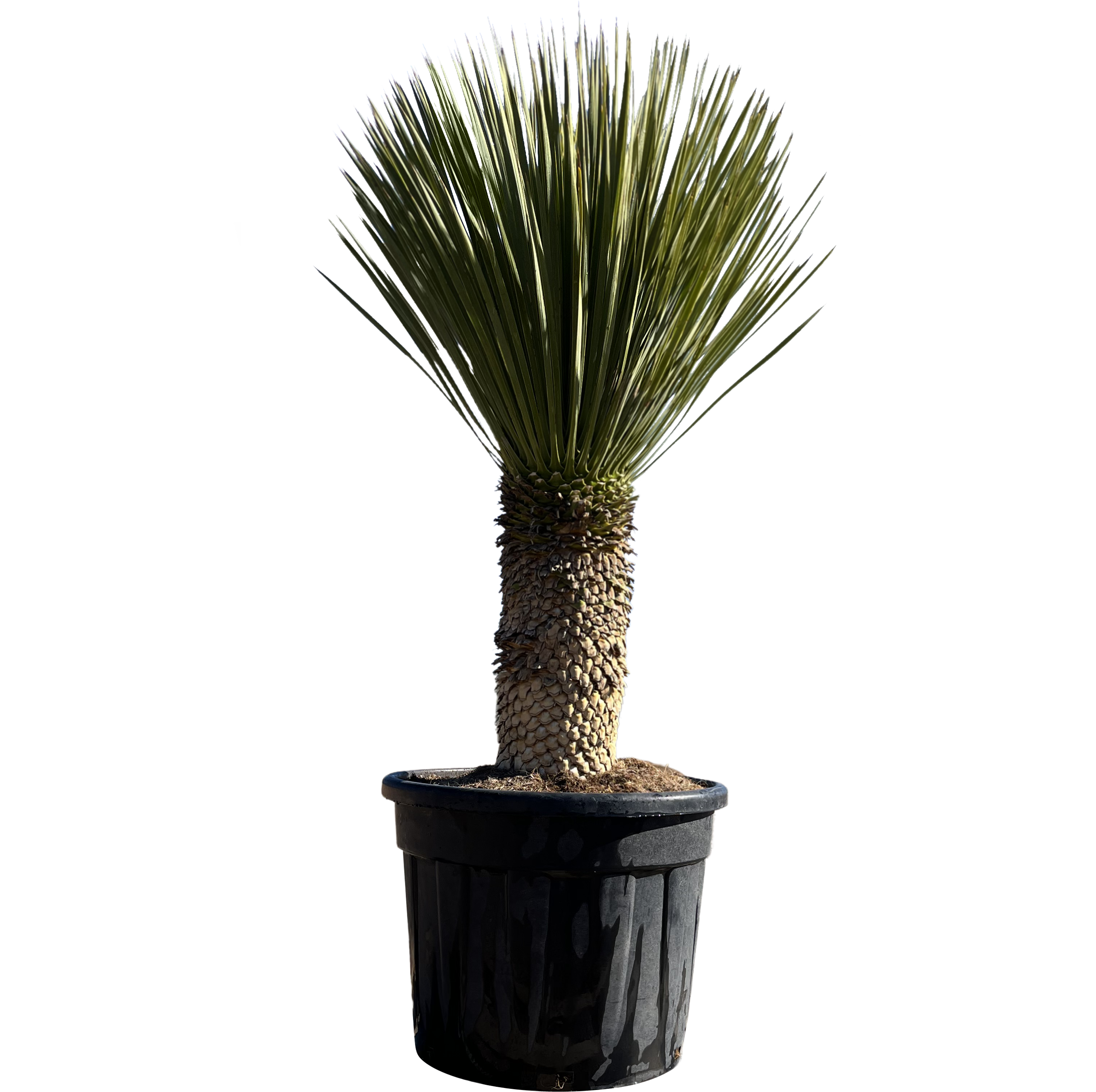 Juka Rostrata 150-170 cm