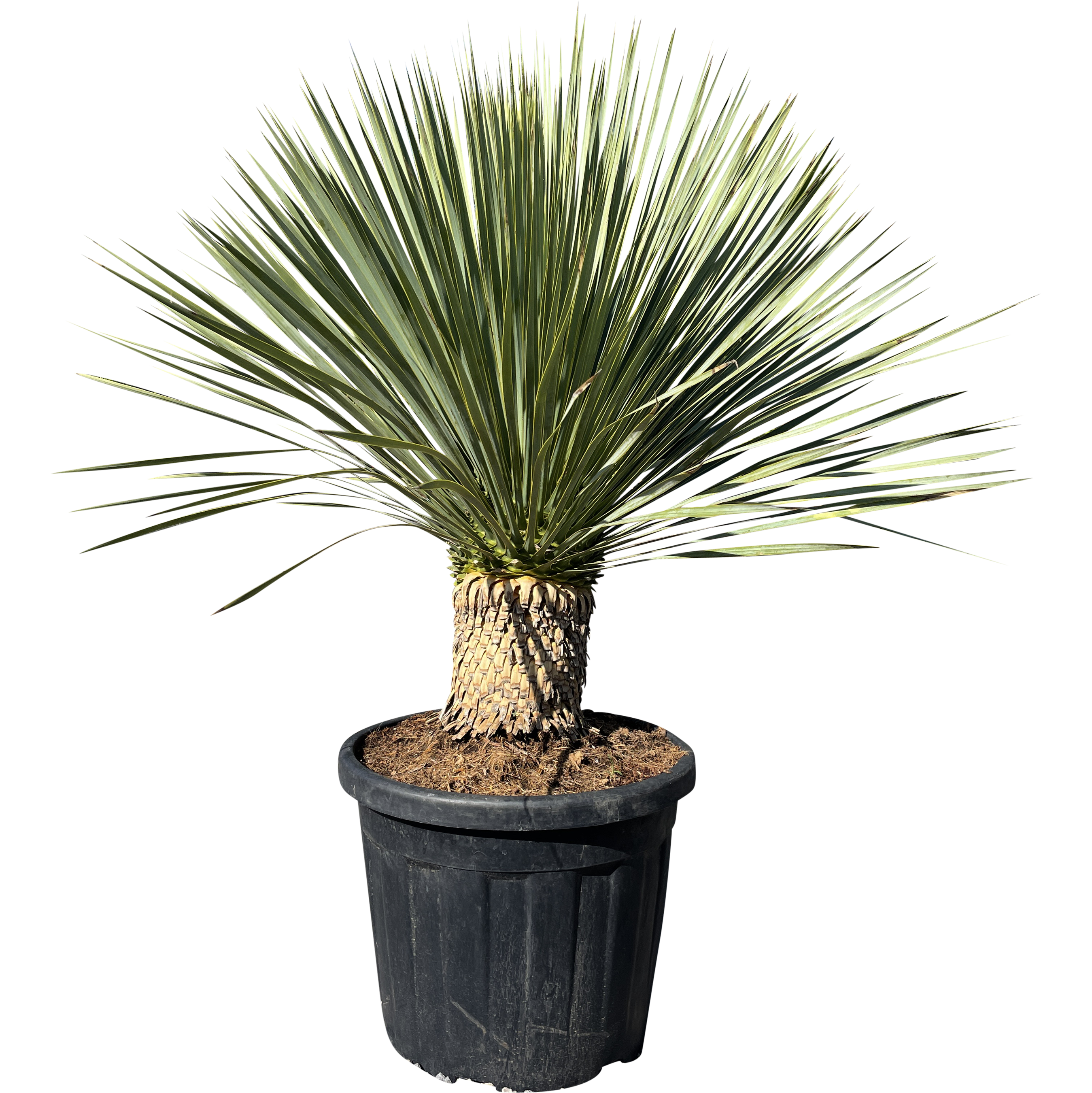 Juka Rostrata 120-130 cm