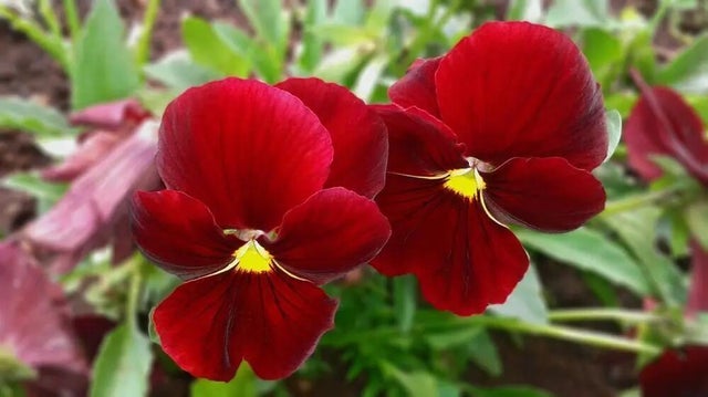 Plantas que no pueden faltar este otoño en tu casa