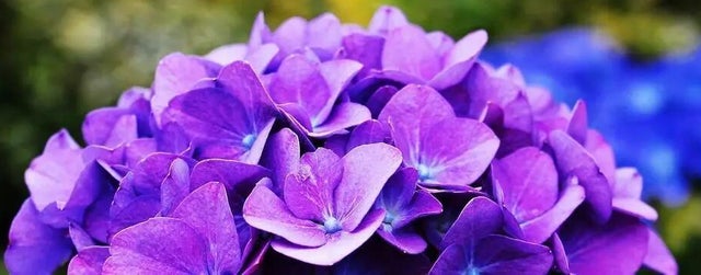 Plantas que no pueden faltar este otoño en tu casa