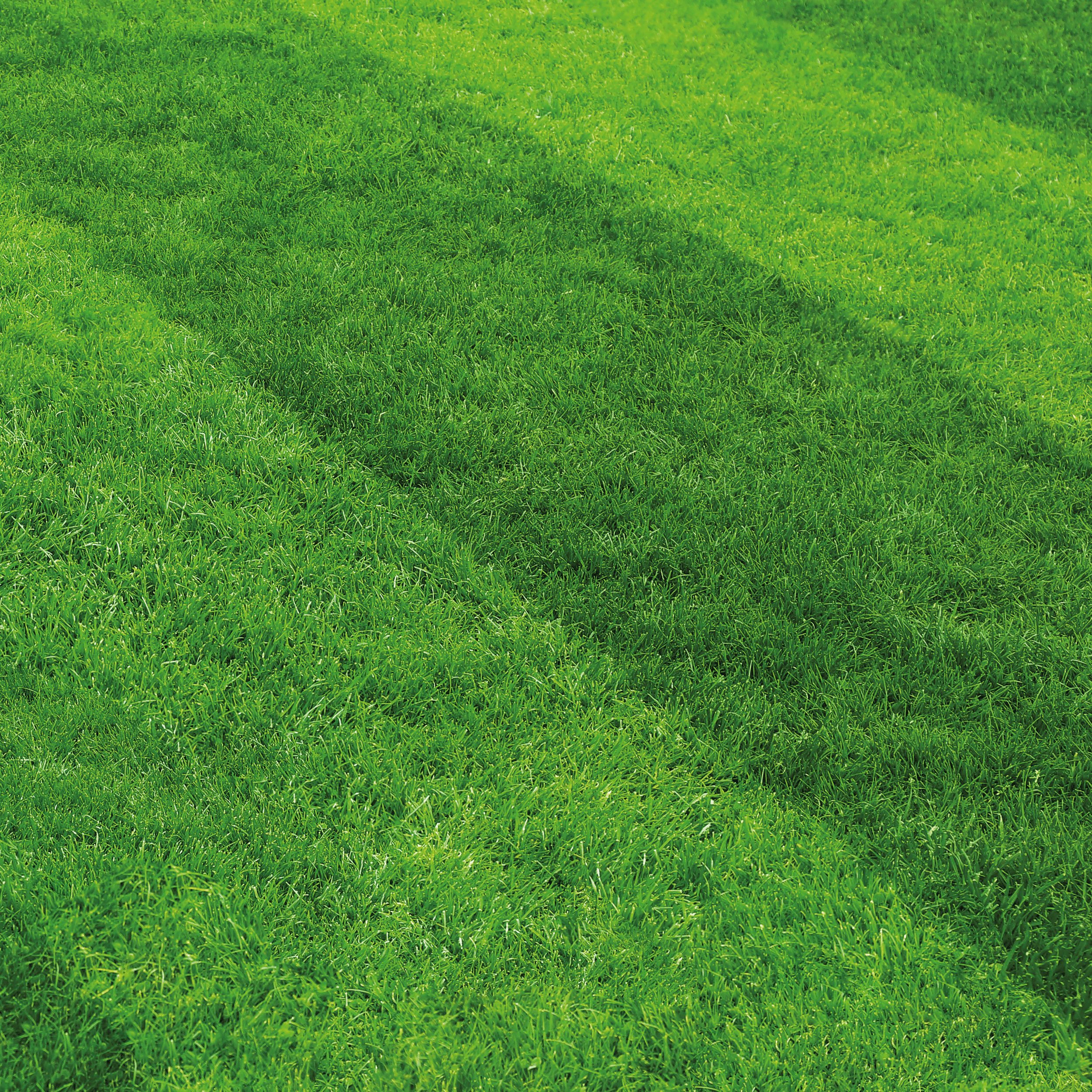 Nasiona trawy na tereny sportowe + mikoryza 9kg Geolia - 3