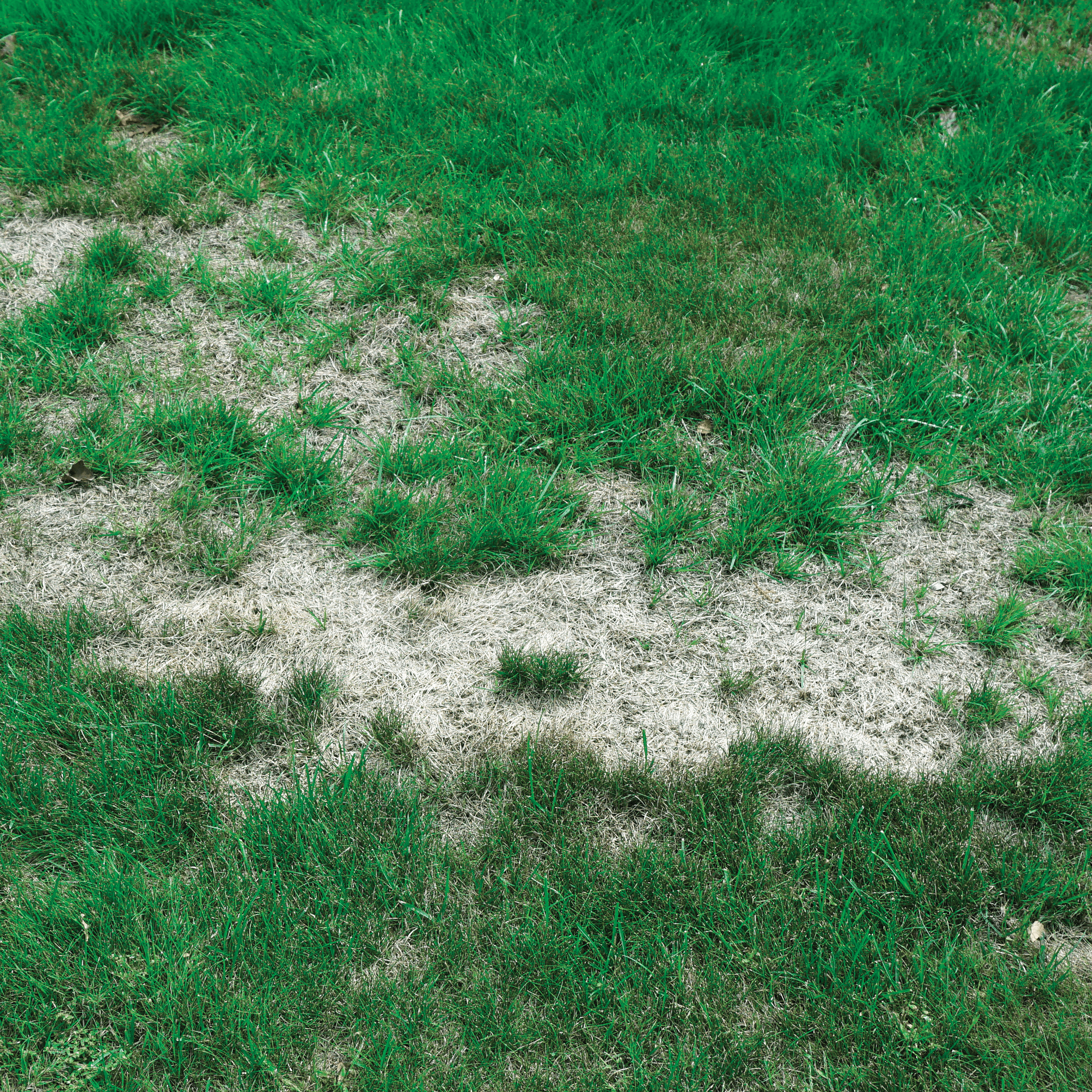 Nasiona trawy renowacyjnej + mikoryza 1kg Geolia - 2