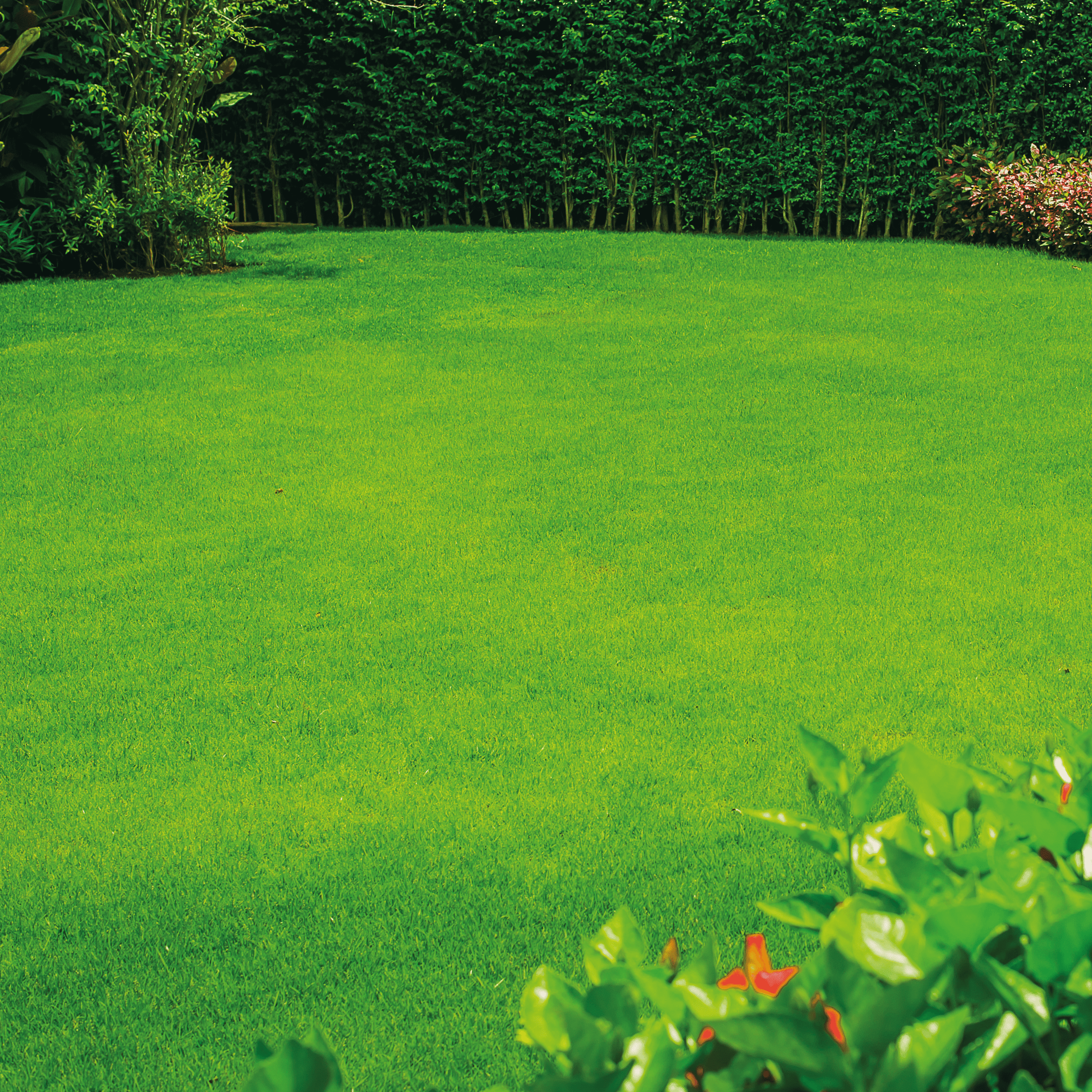 Nasiona trawy uniwersalnej + mikoryza + dolomit 1kg Geolia - 5