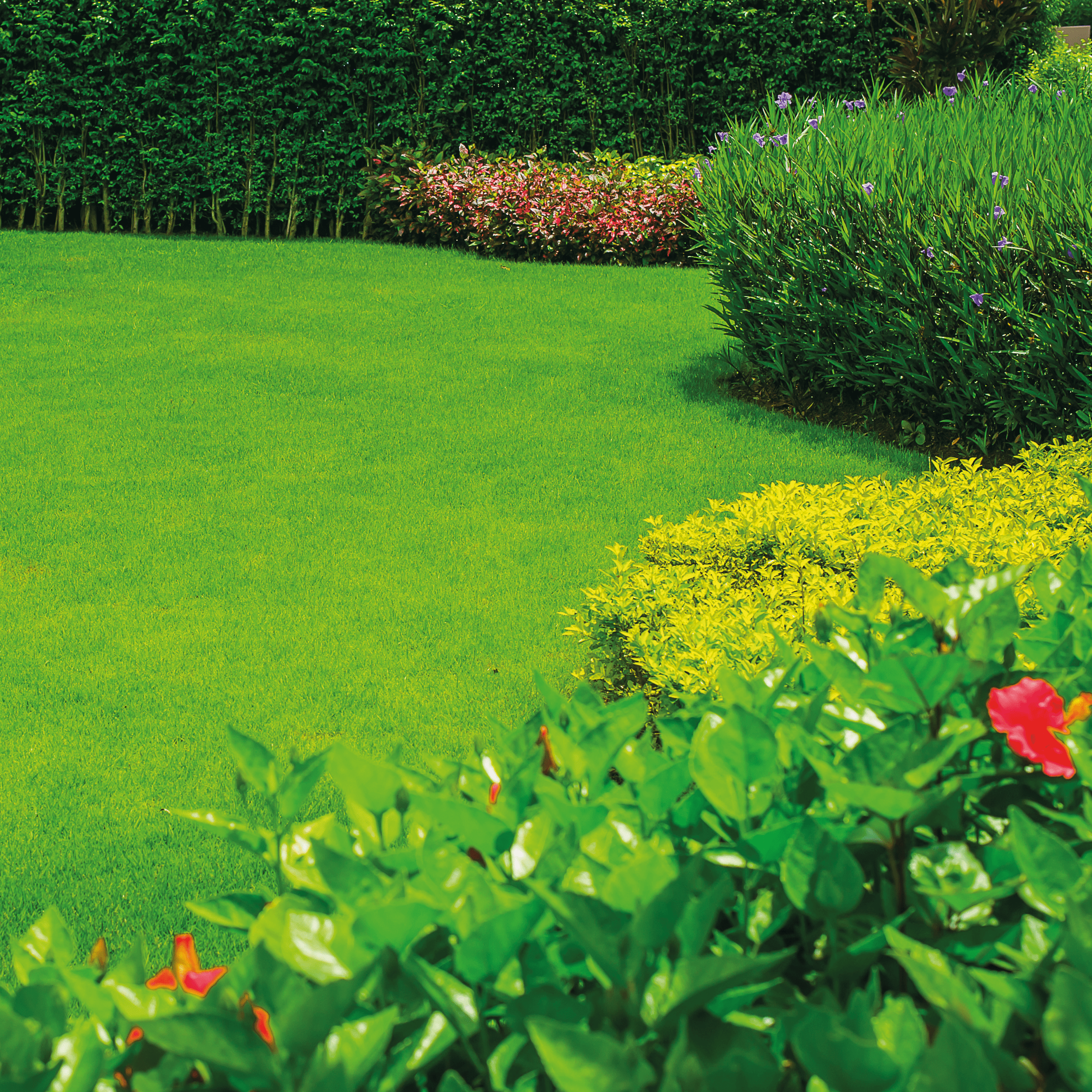 Nasiona trawy uniwersalnej + mikoryza + dolomit 1kg Geolia - 4