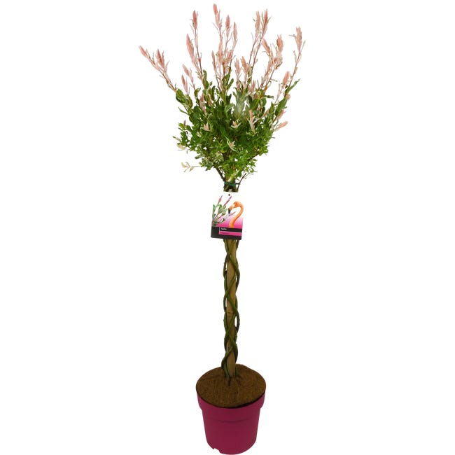 Wierzba calolistna flamingo 100 120 cm 87005480