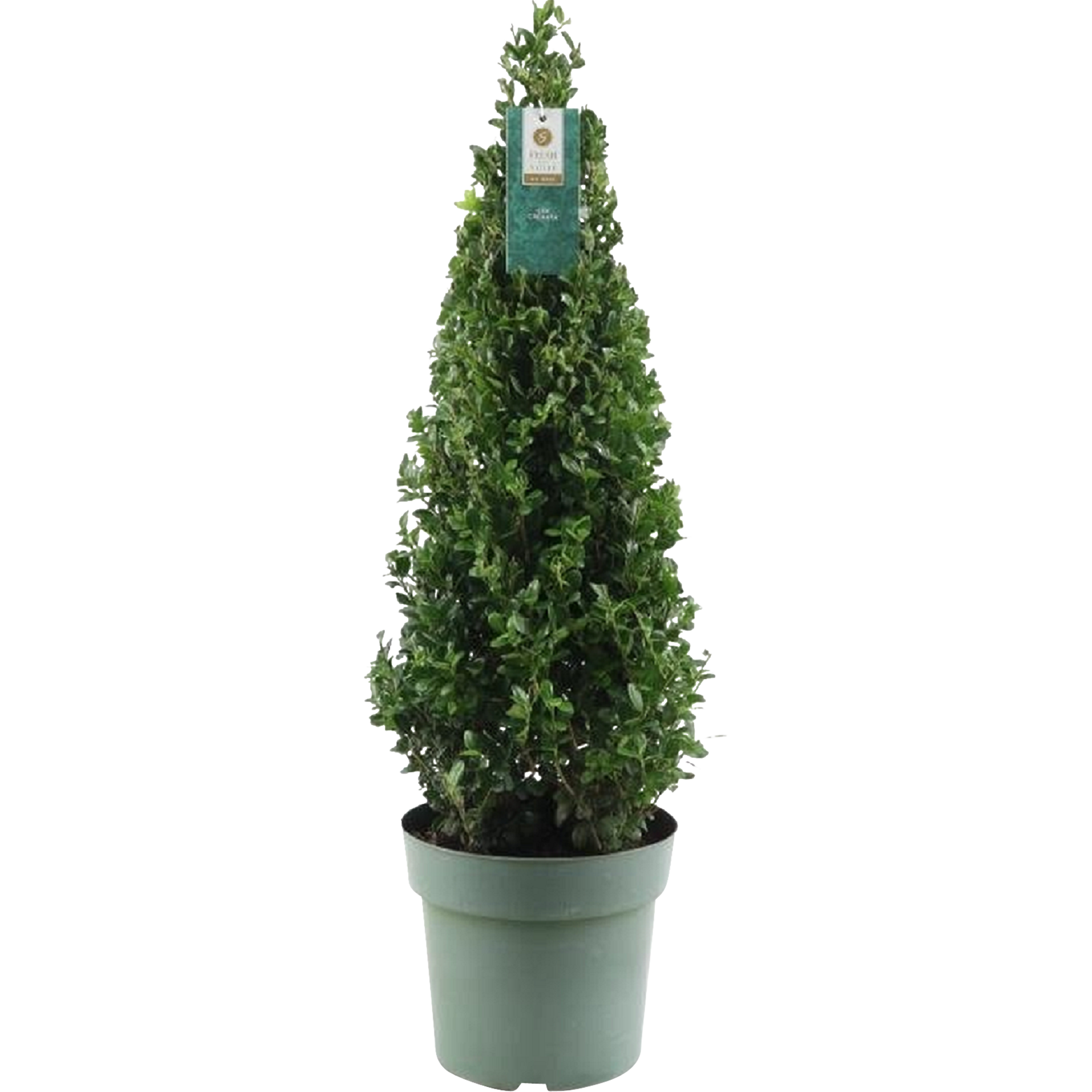 Ostrokrzew bukszpan Piram 75 cm