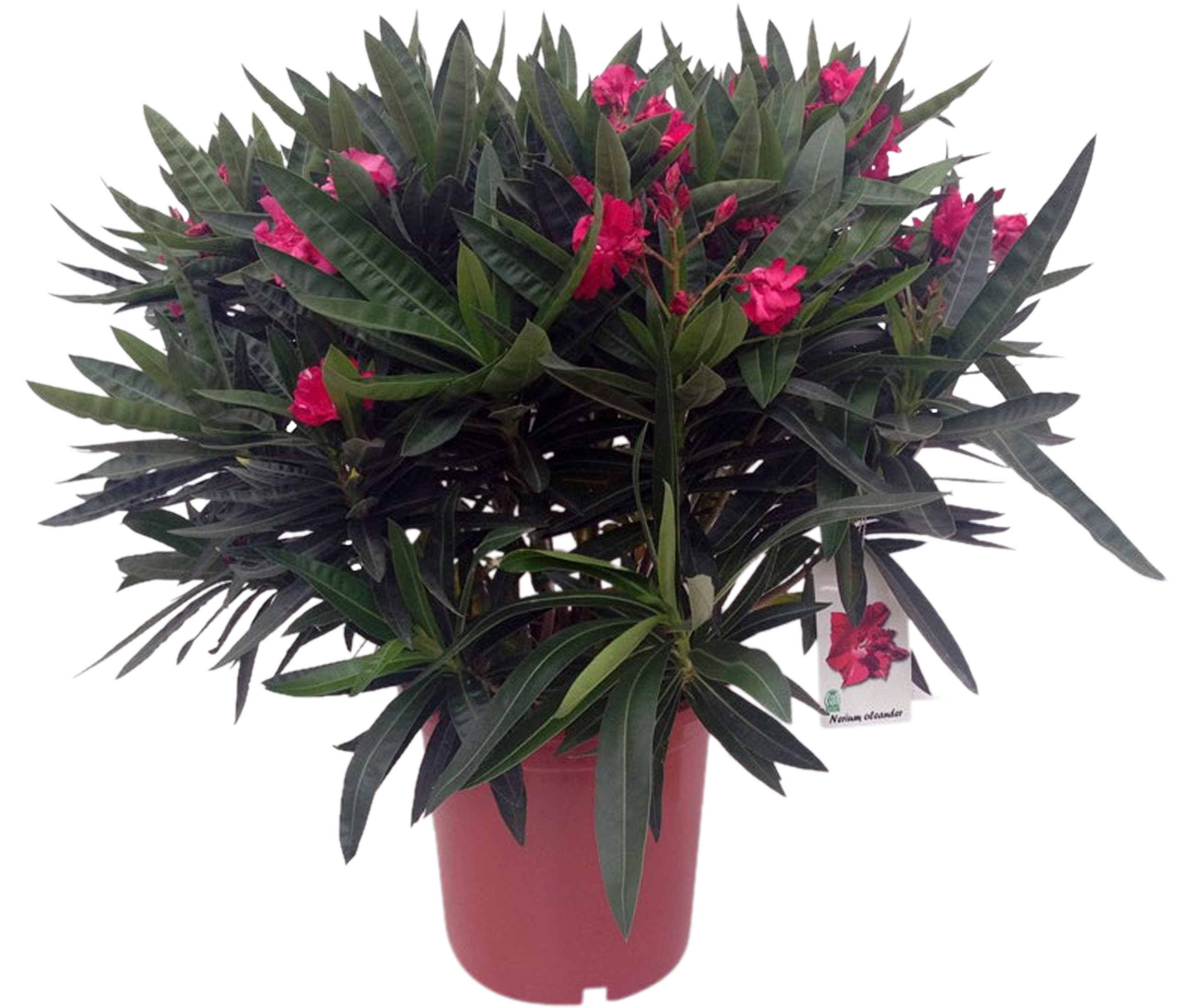 Oleander pospolity mix 80-105 cm