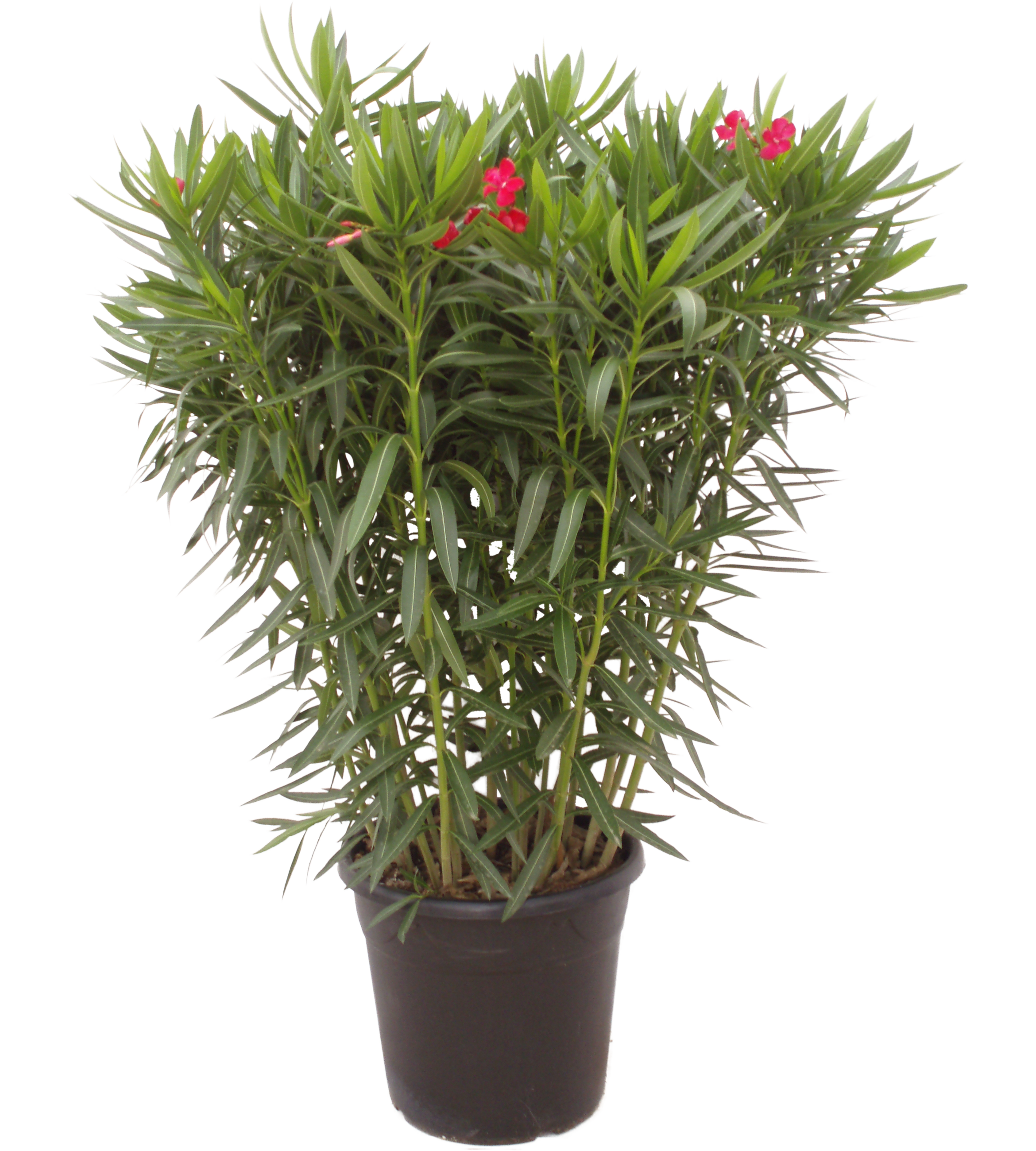 Oleander pospolity mix 130-160 cm