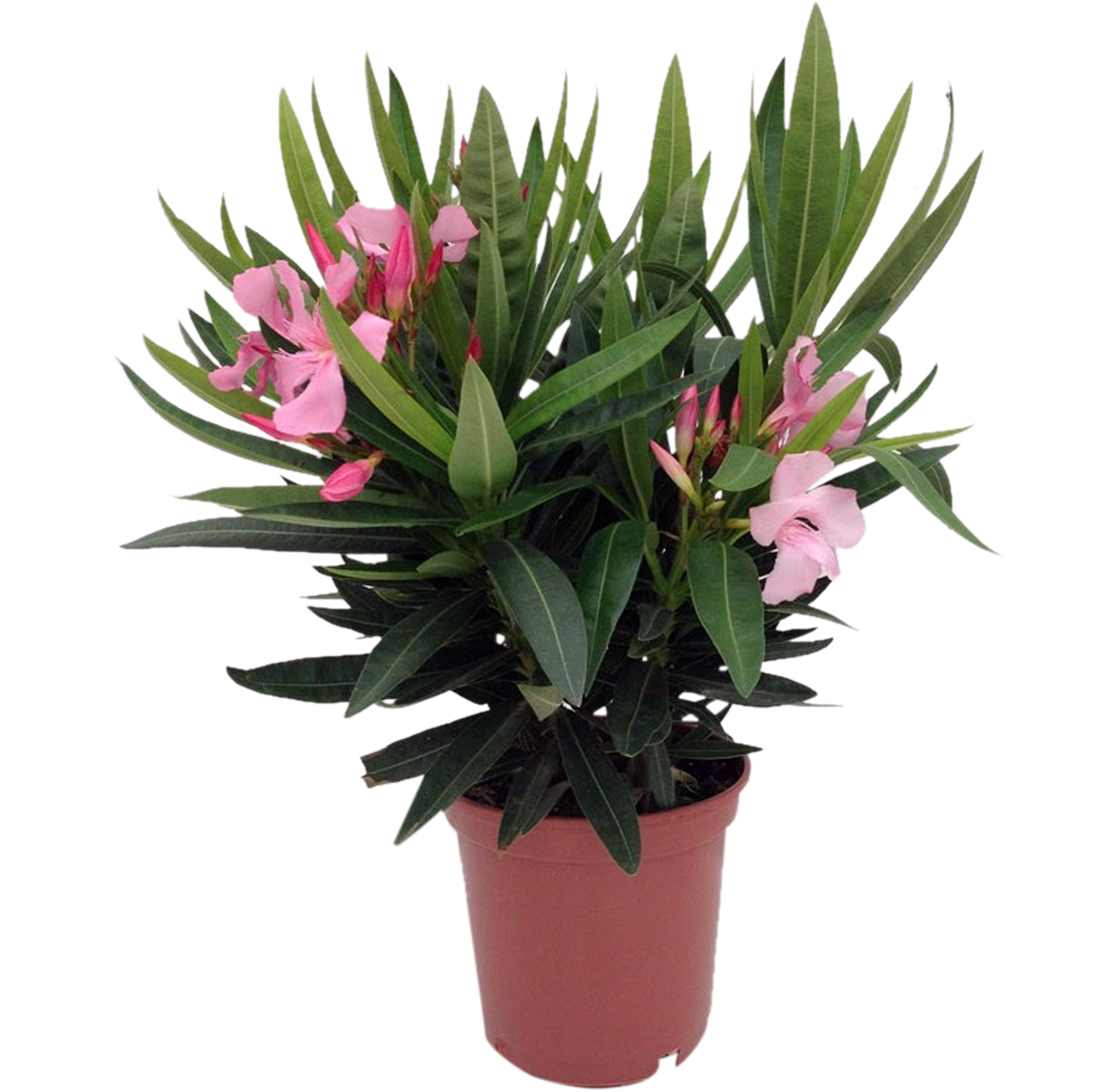 Oleander pospolity 35 cm