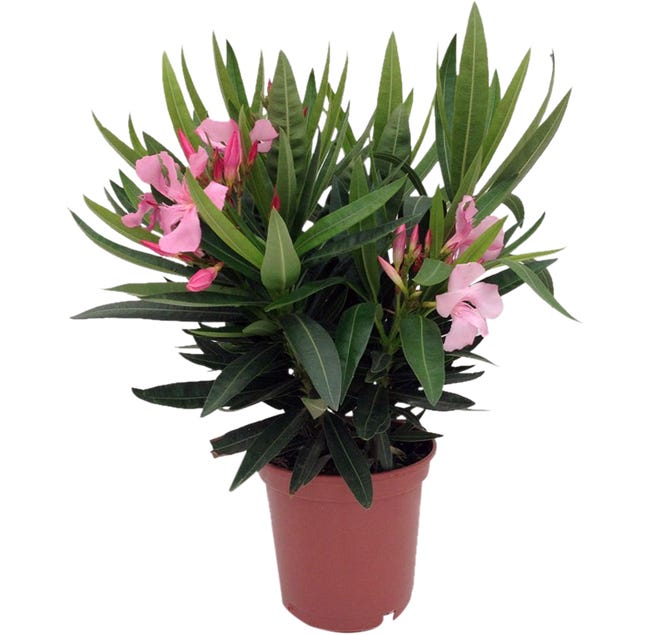 Oleander pospolity 35 cm 86865883
