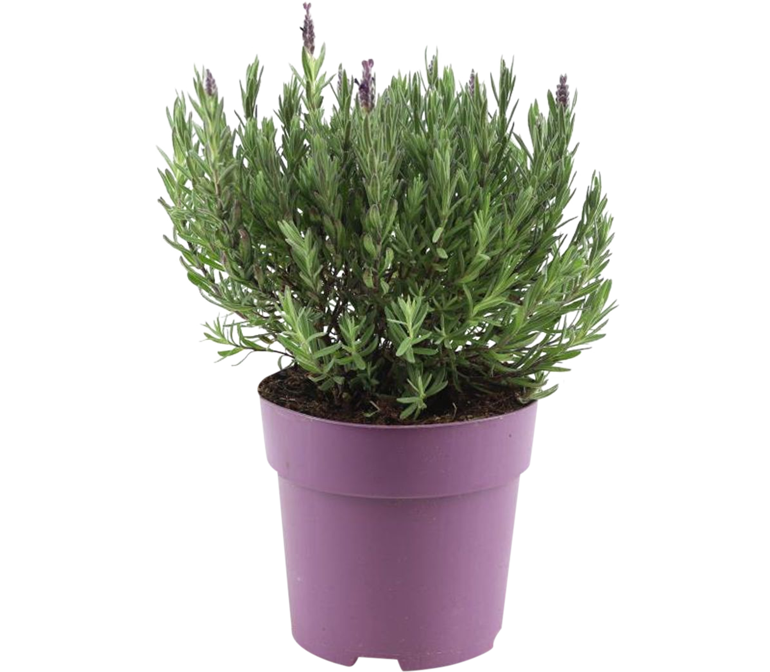 Lawenda francuska Anouk Silver 30 cm
