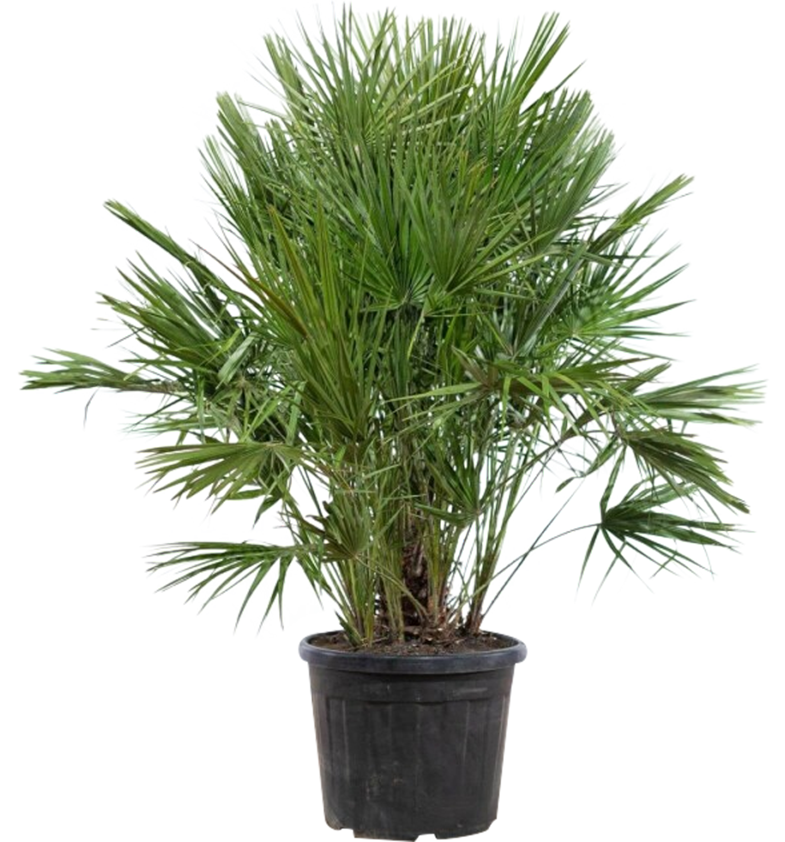 Palma Chamaerops humillis 140-160 cm