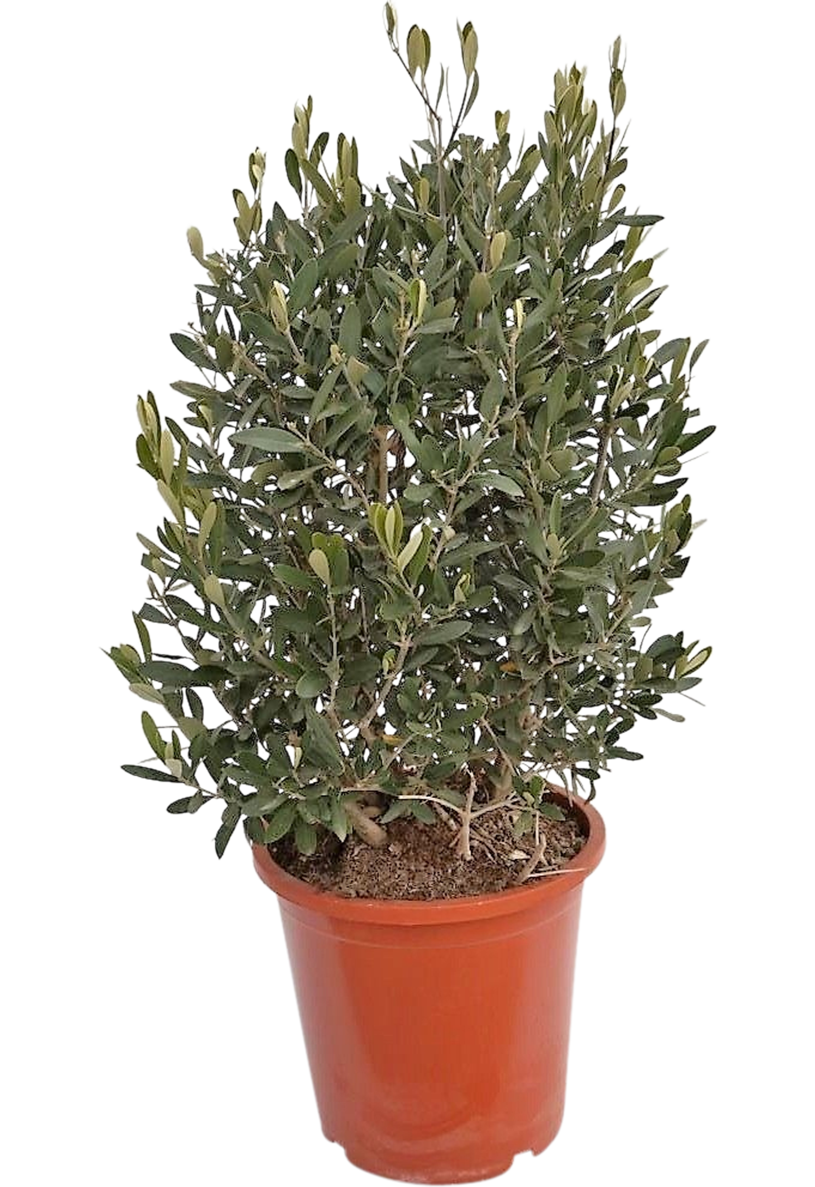 Oliwka europejska 80-100 cm