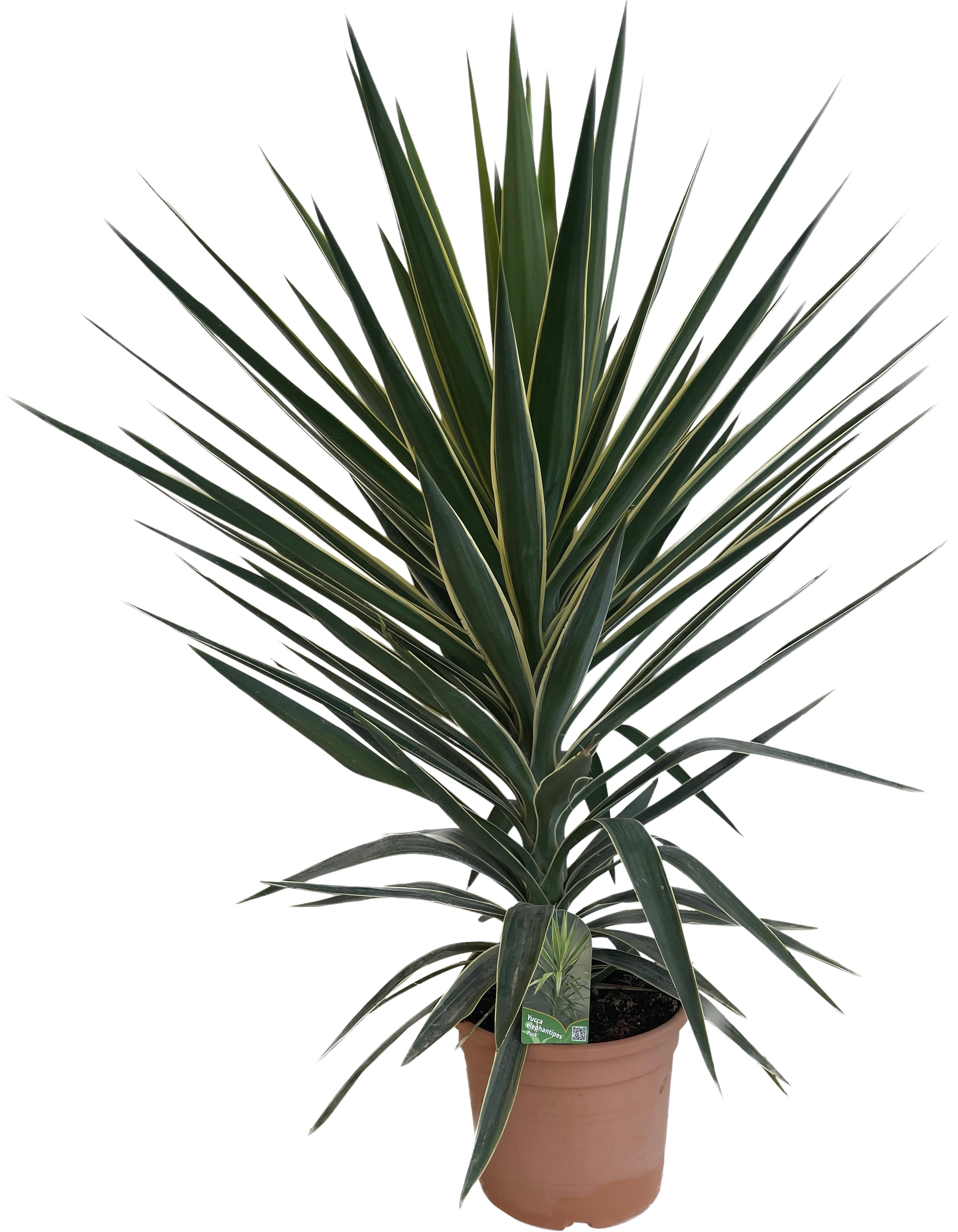 Juka Puck 70-80 cm