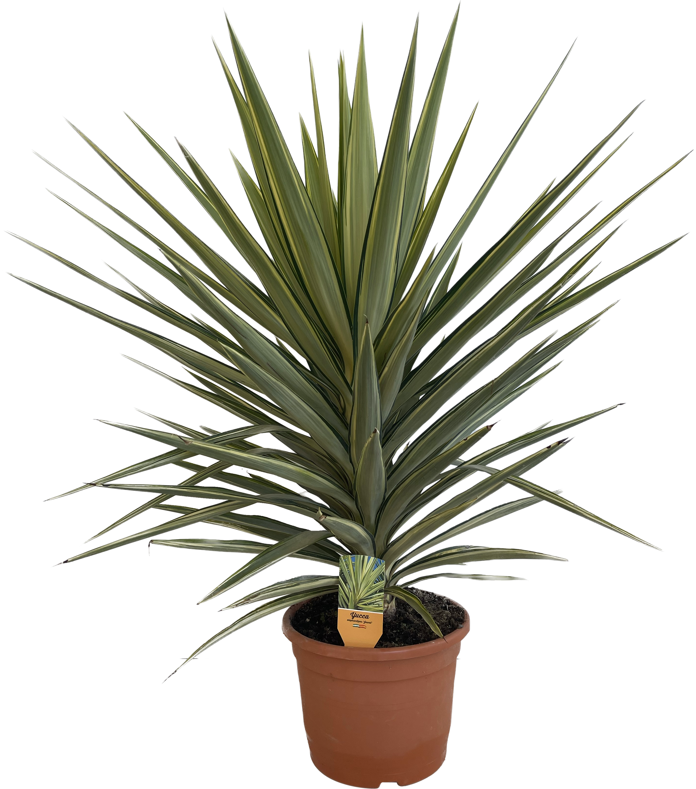 Juka Jewel 70-80 cm