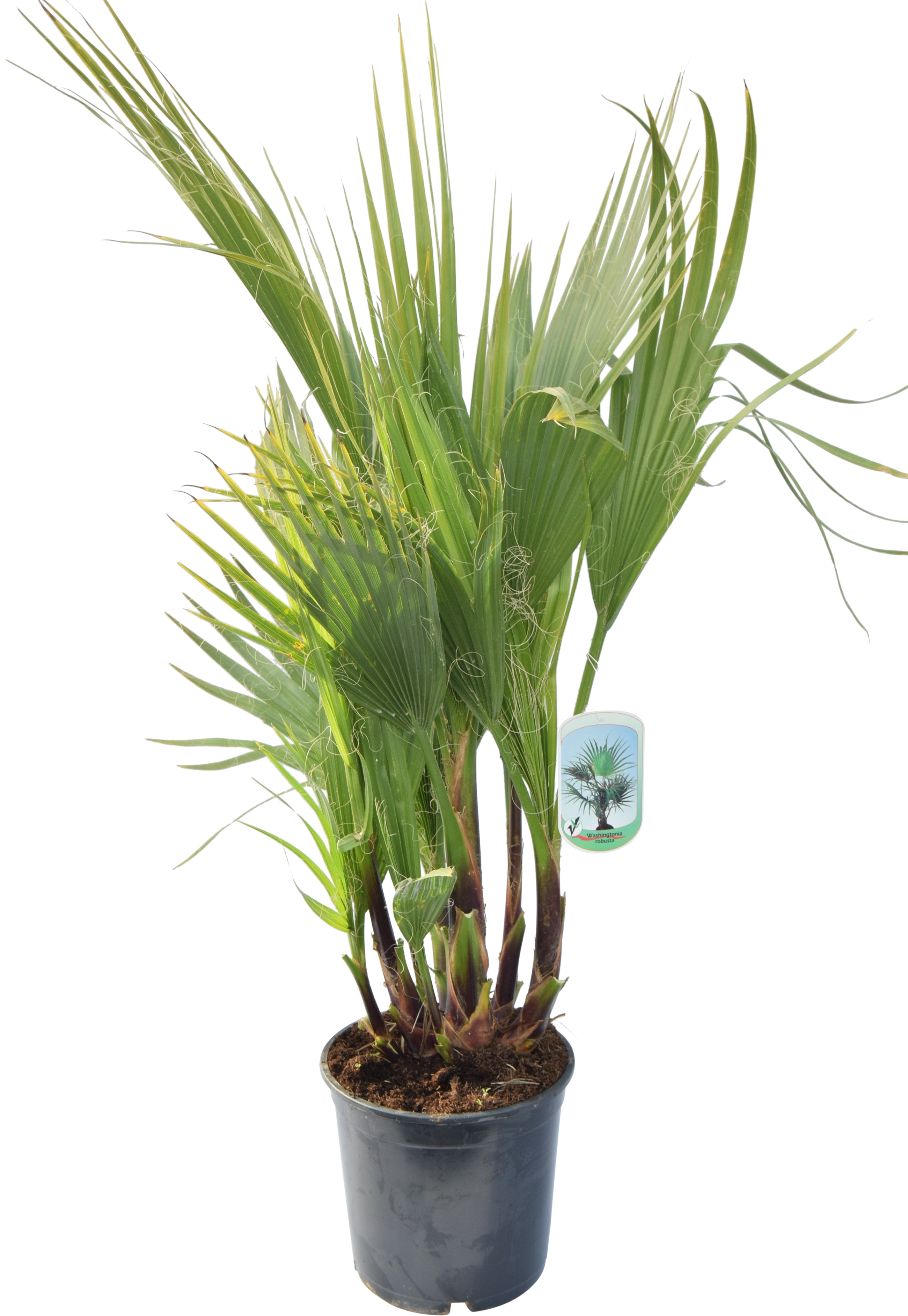 Palma Waszyngtonia robusta 80-100 cm