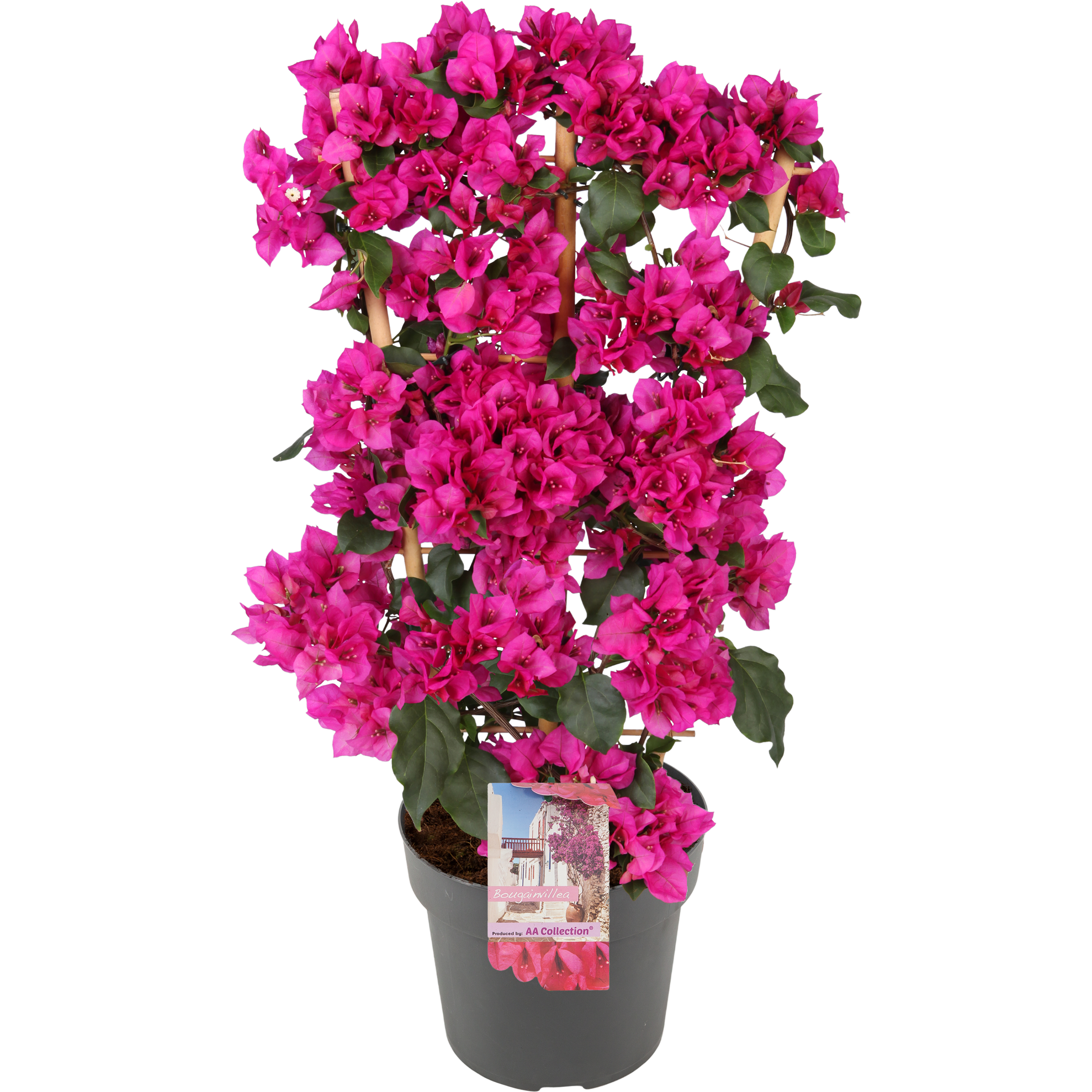 Bugenwilla Sanderiana mix 70 cm