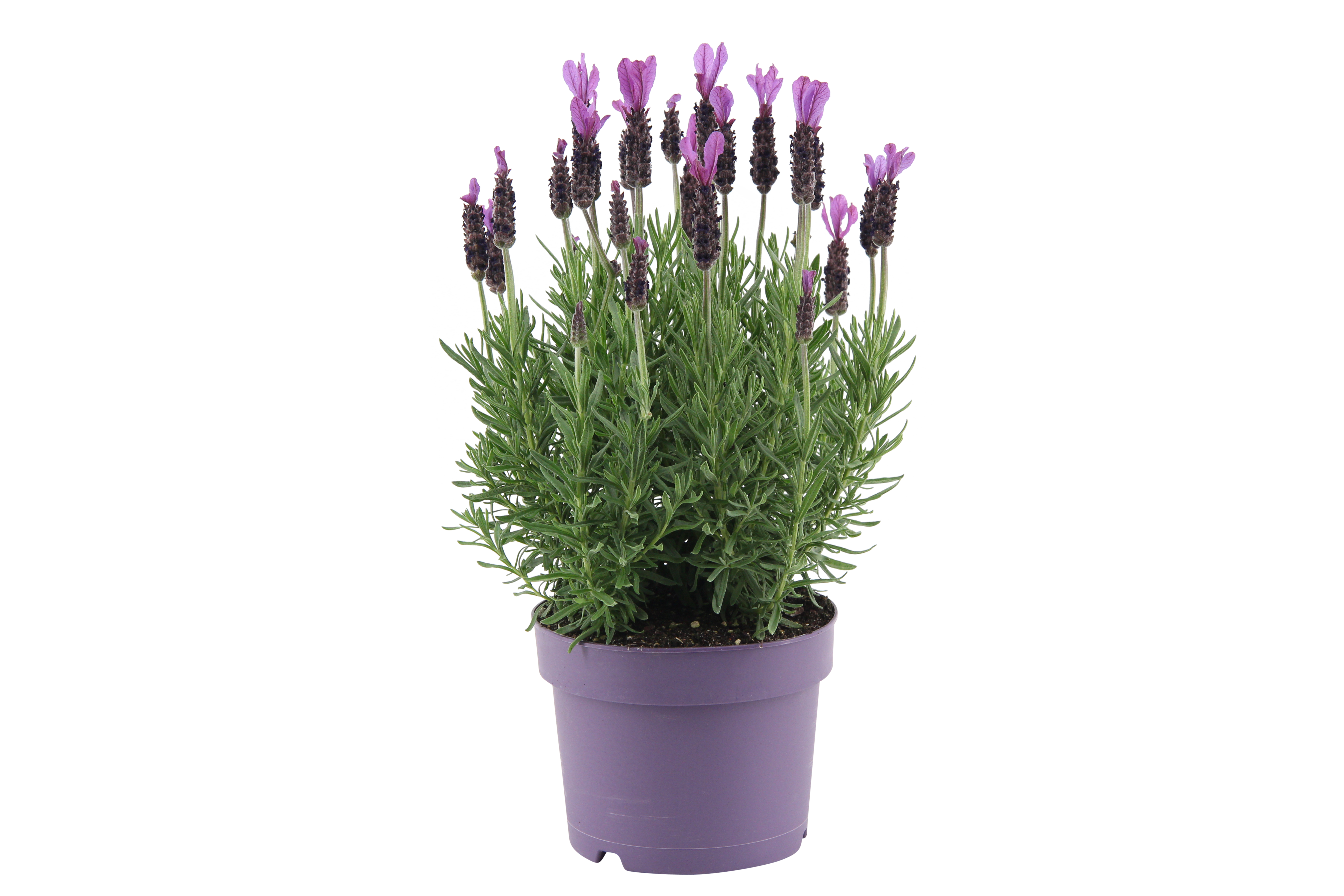 Lawenda francuska Anouk 30-40 cm