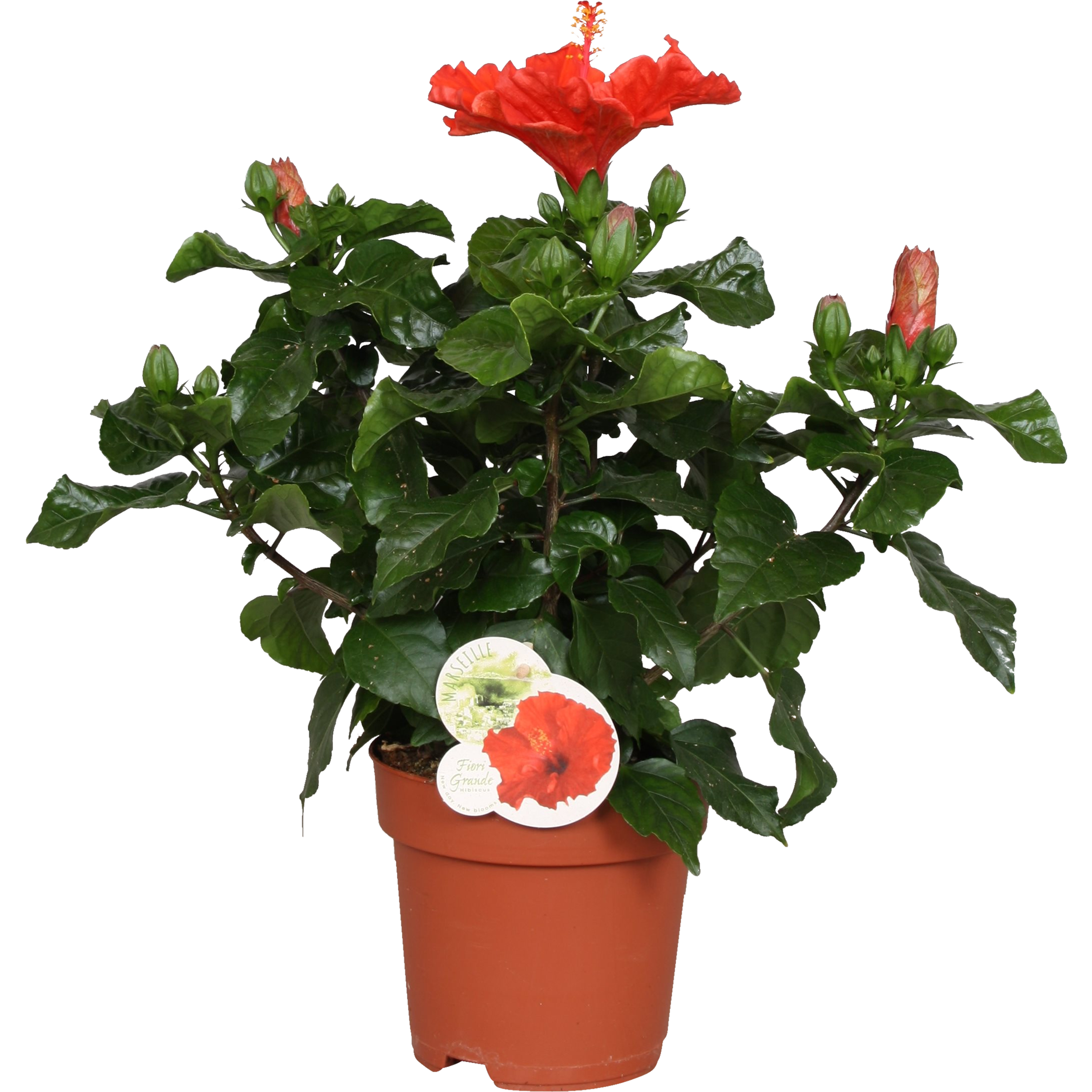 Hibiskus 35 cm