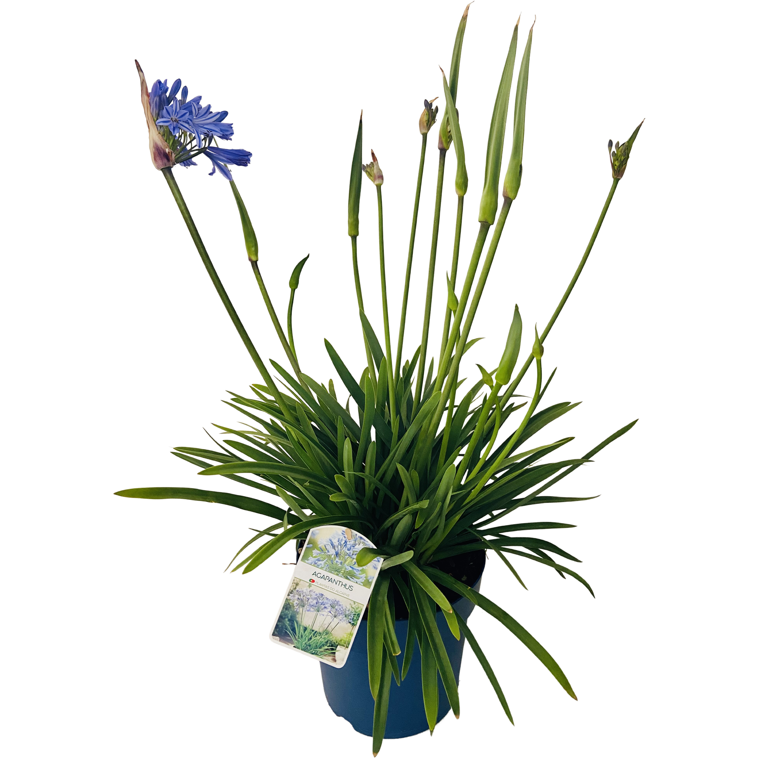 Lilia afrykańska Agapant Amourette Chrystal Blue 70 cm