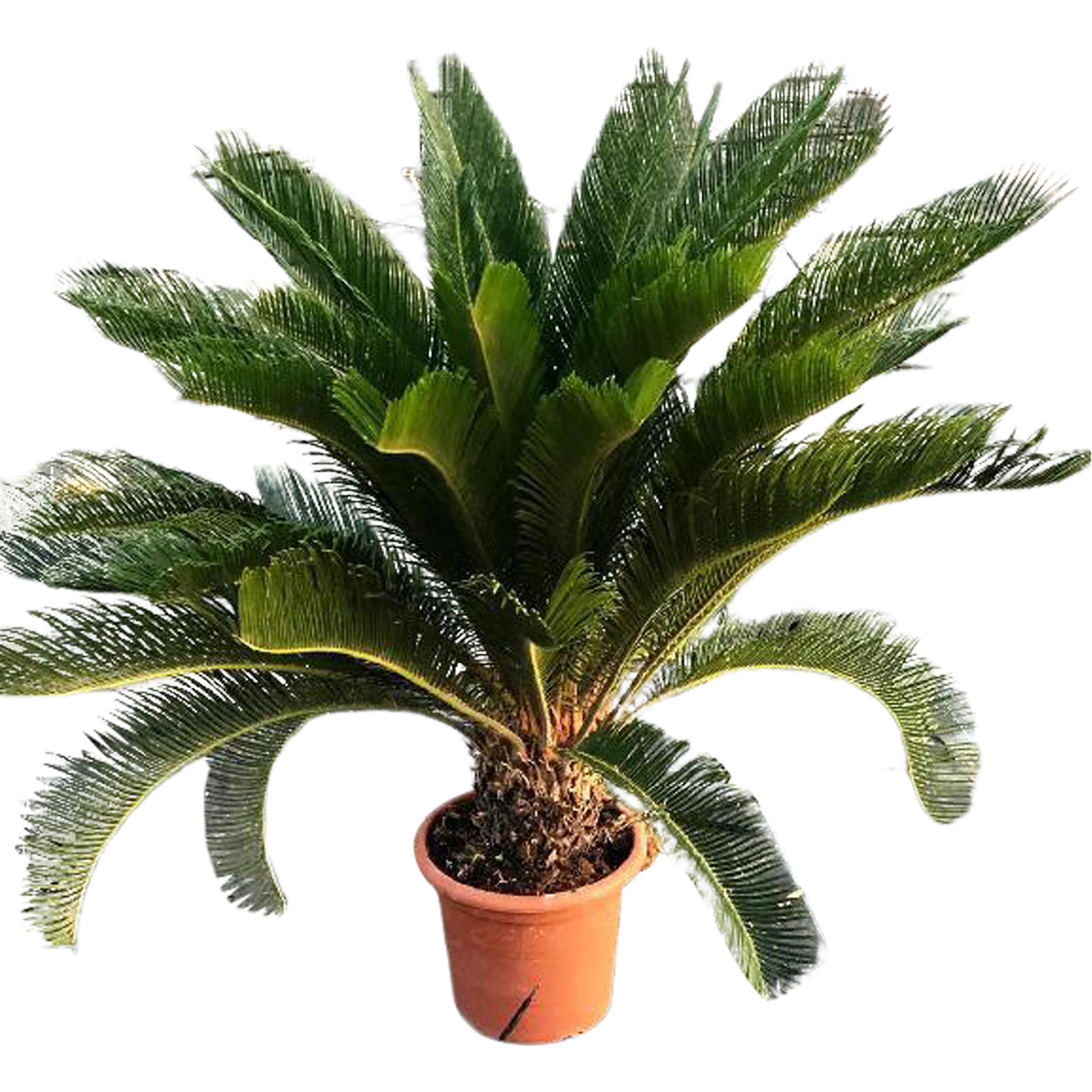 Sagowiec Cycas Revoluta 55-65 cm