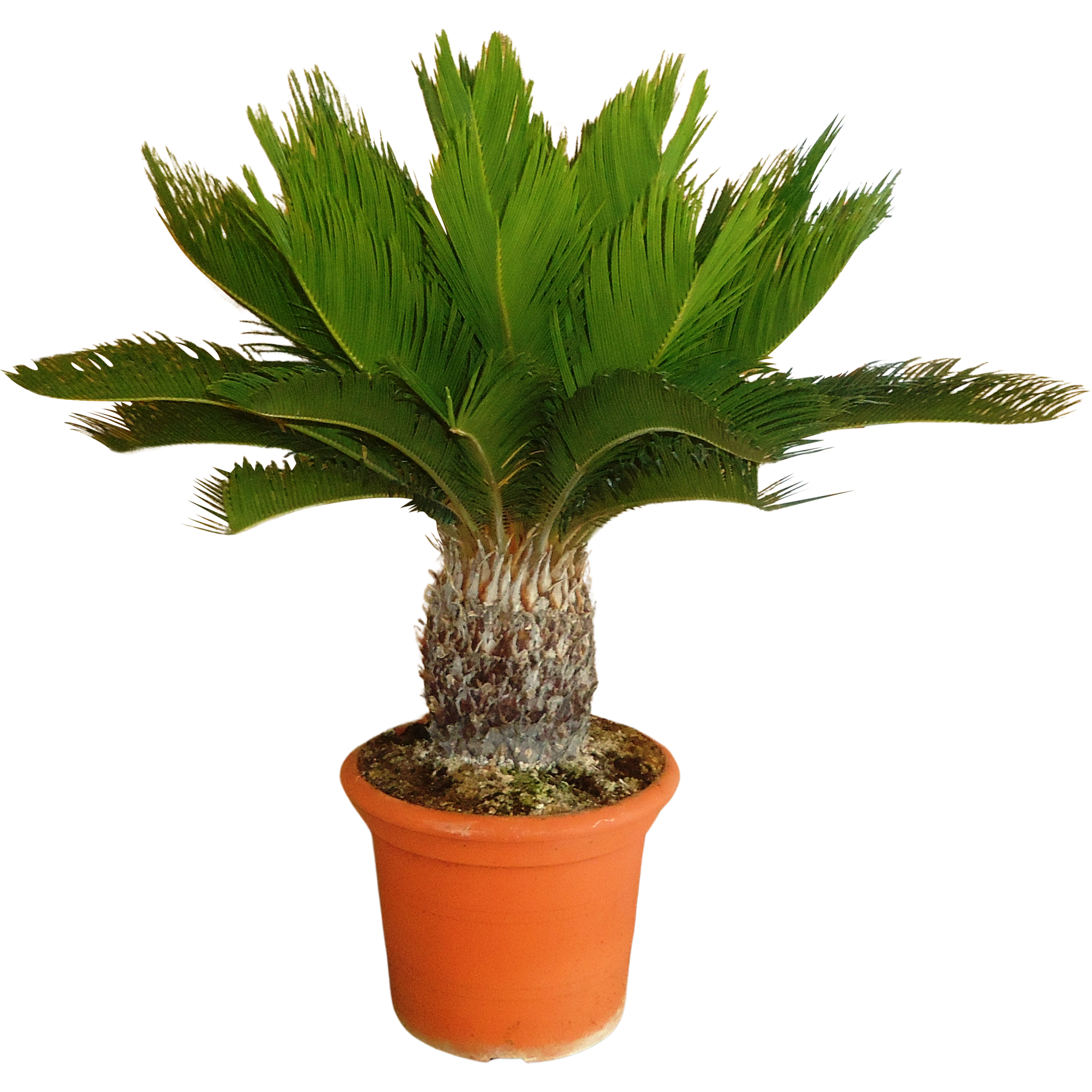 Sagowiec Cycas Revoluta 65-75 cm
