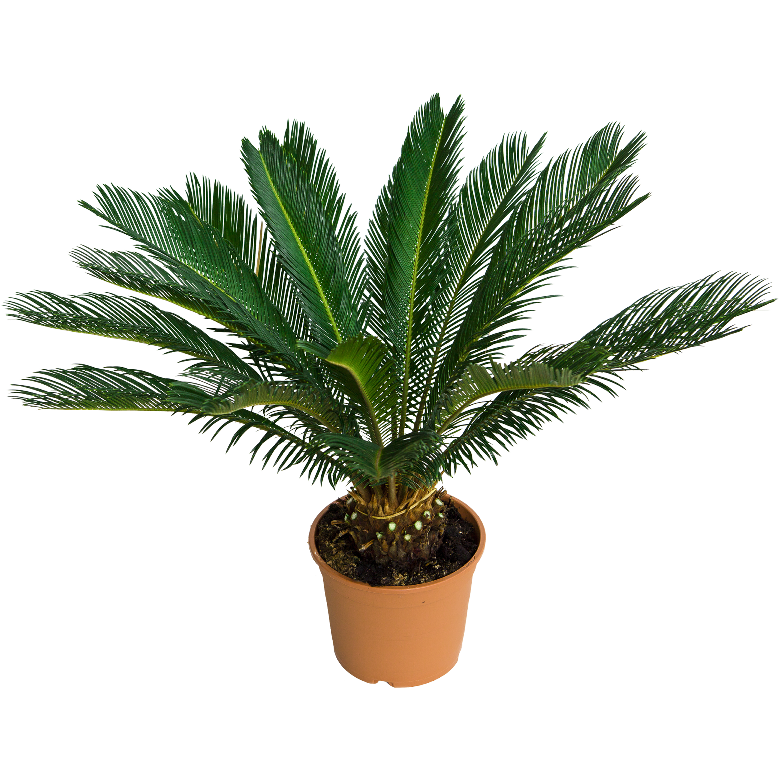 Sagowiec Cycas Revoluta 45-55 cm