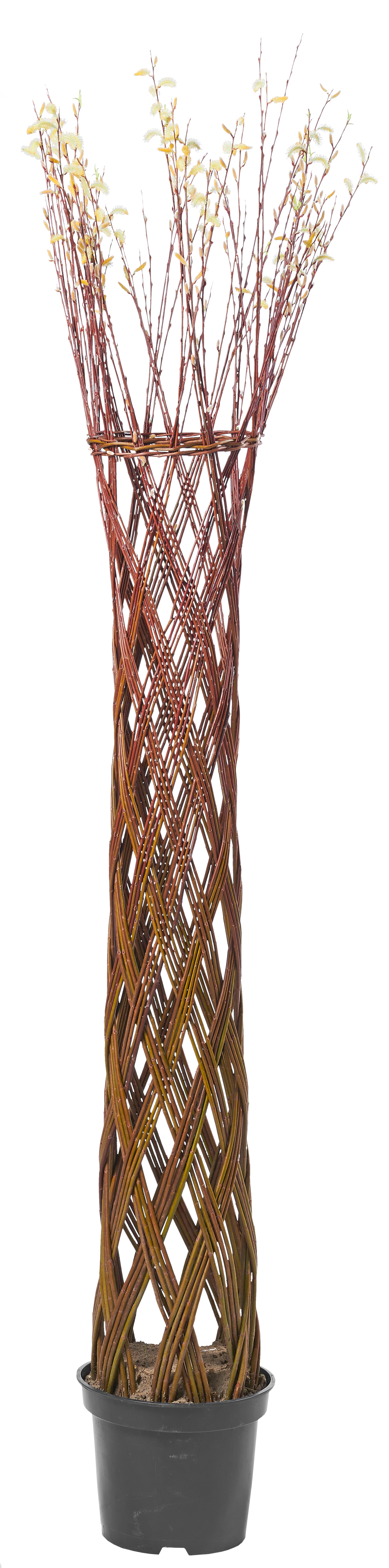 Drzewo Wierzba Barratta 220 cm