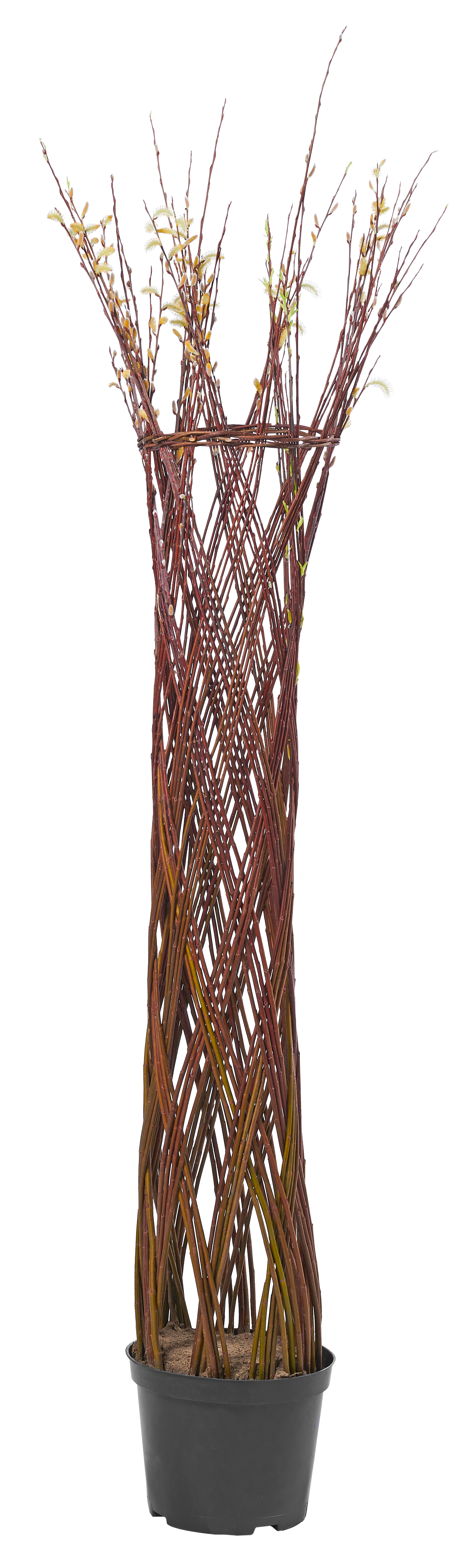 Drzewo Wierzba Barratta 170 cm