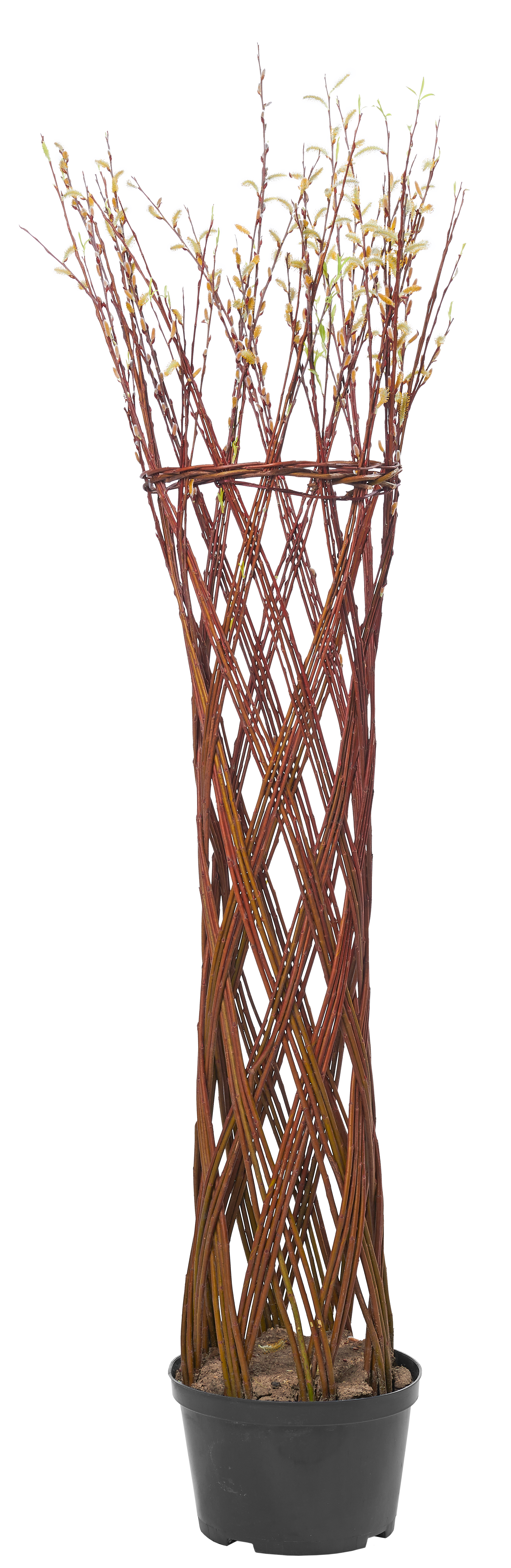 Wierzba pleciona 120-140 cm